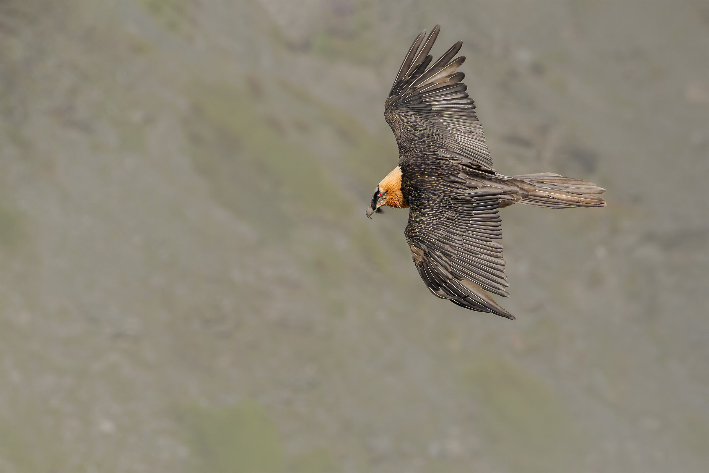 Bearded Vulture