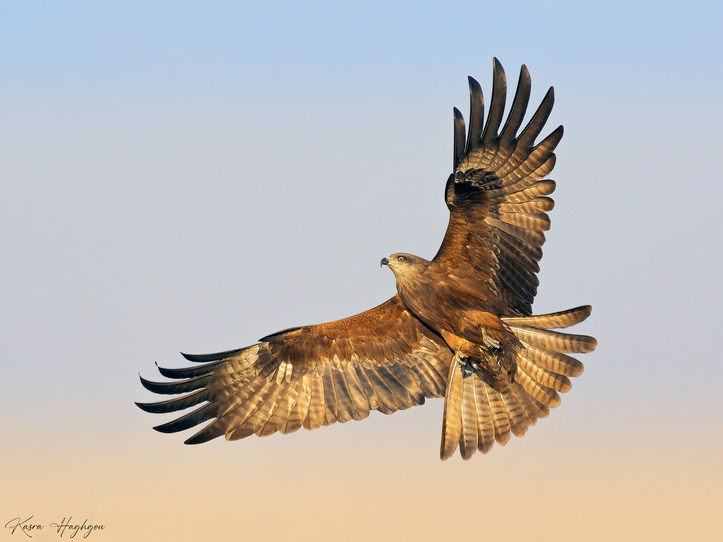 Black kite
