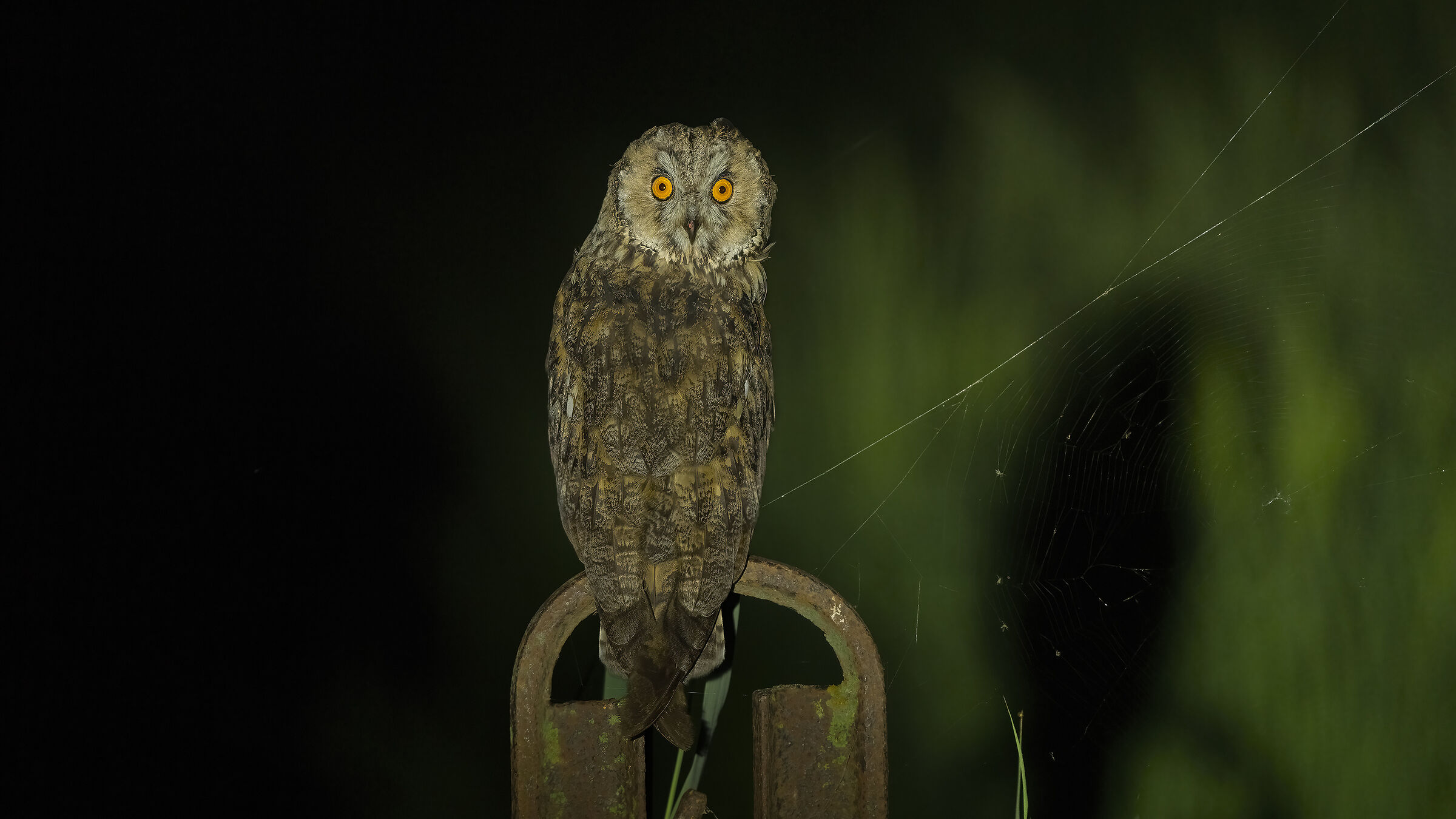 il gufo e la ragnatela