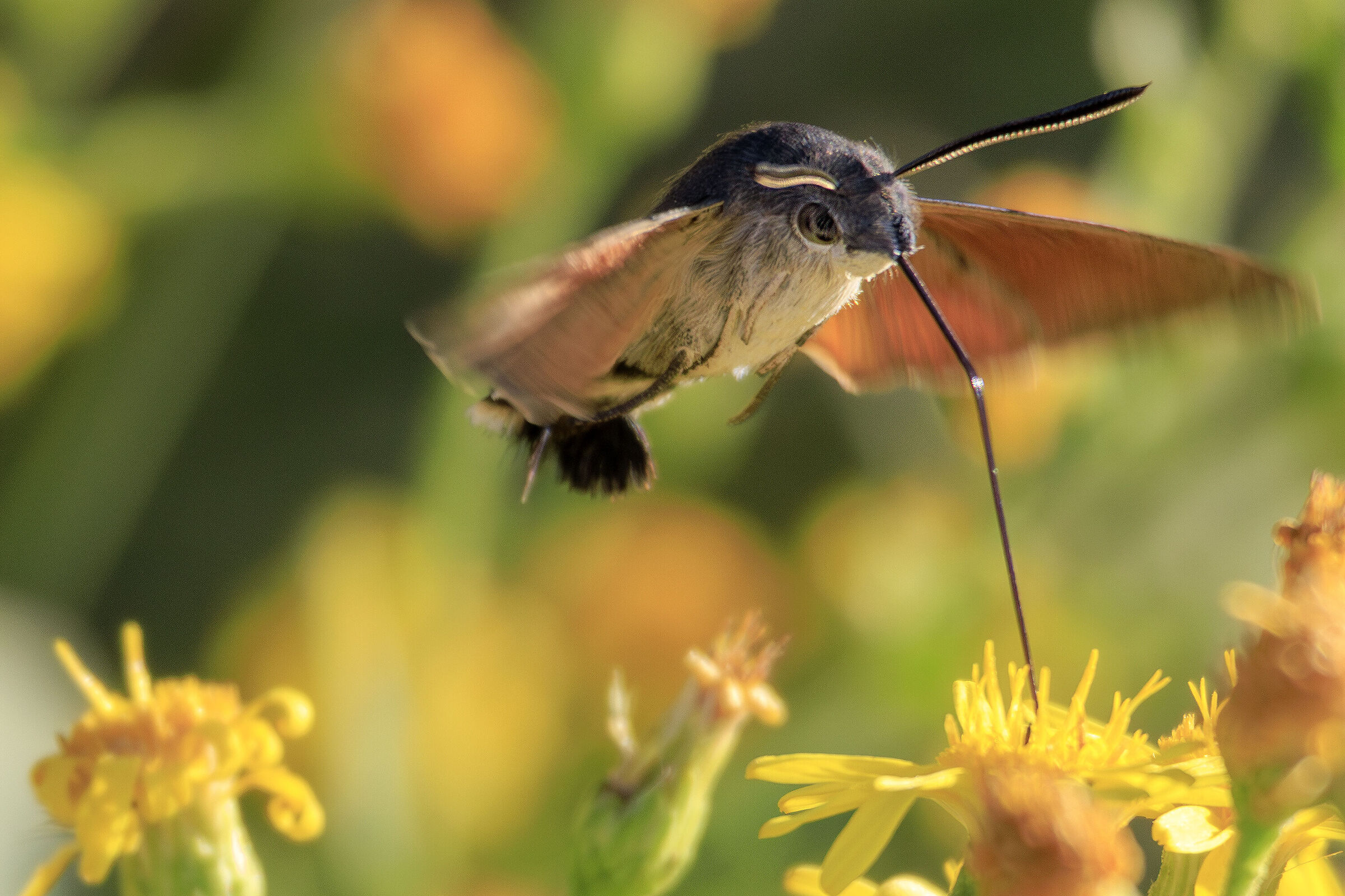 Hummingbird butterfly