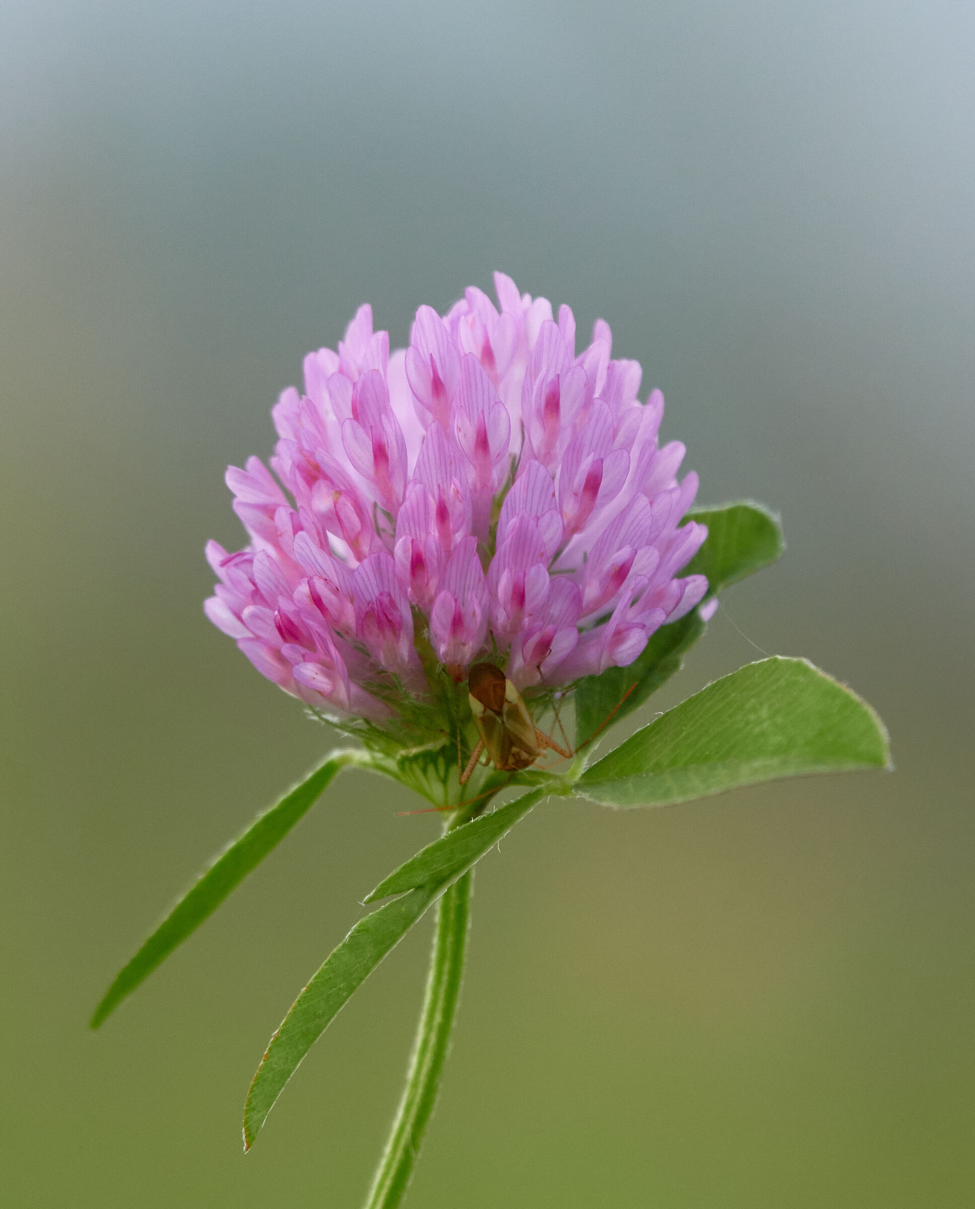 Bellezza floreale con ospite