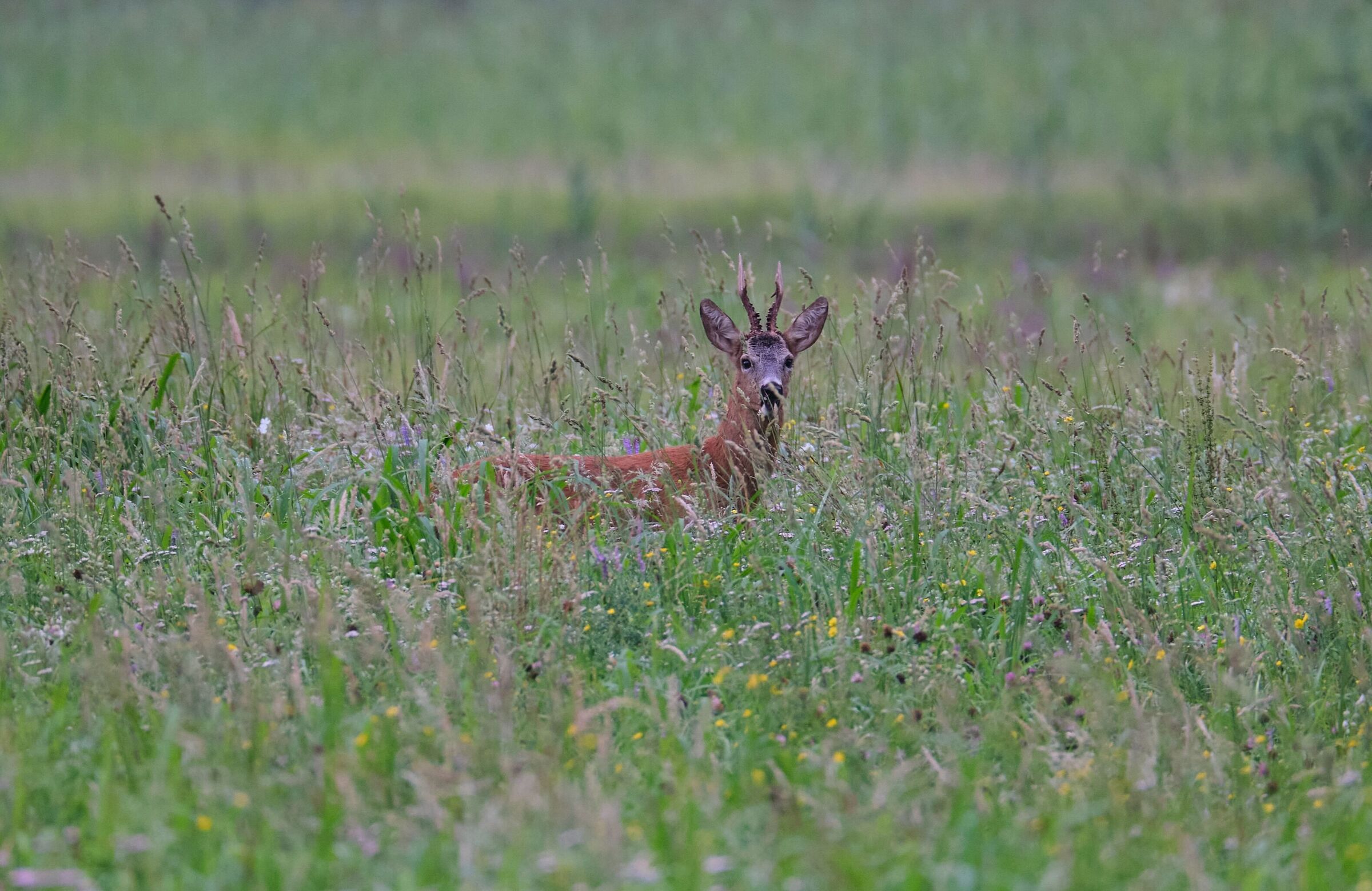 An unexpected encounter