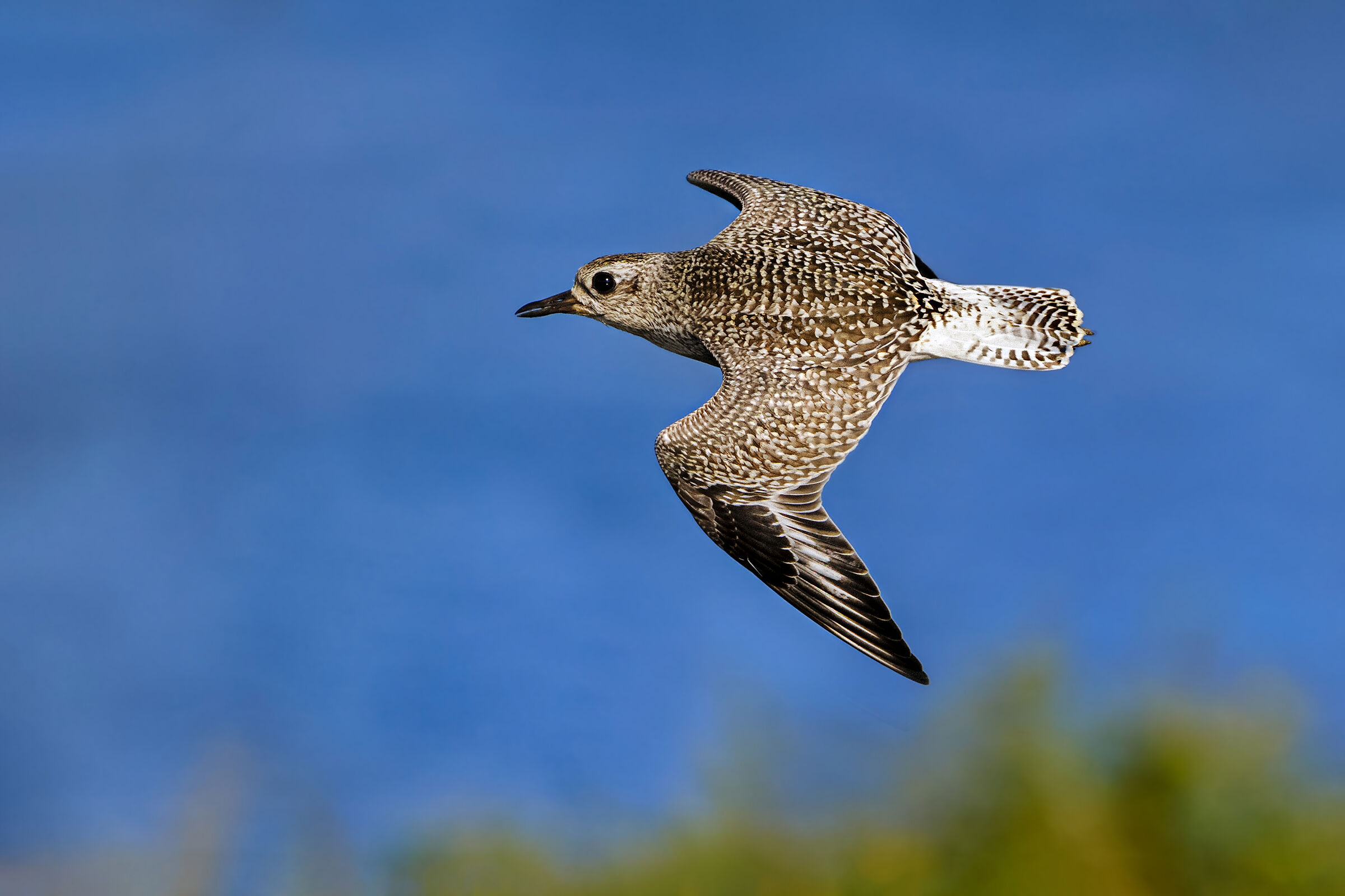 Grey plover