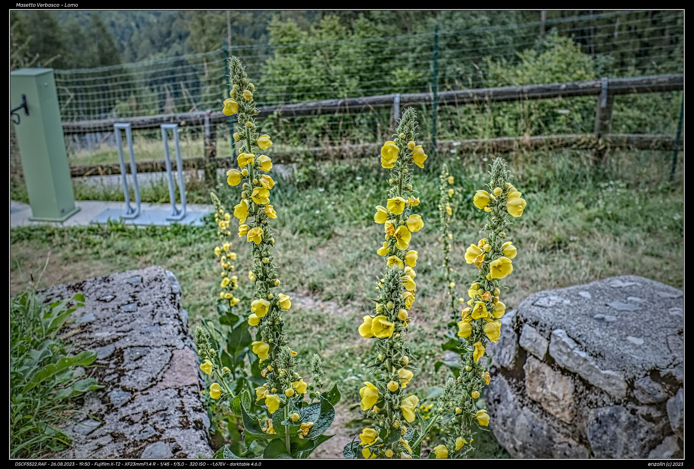 Mullein Masetto - Lomo