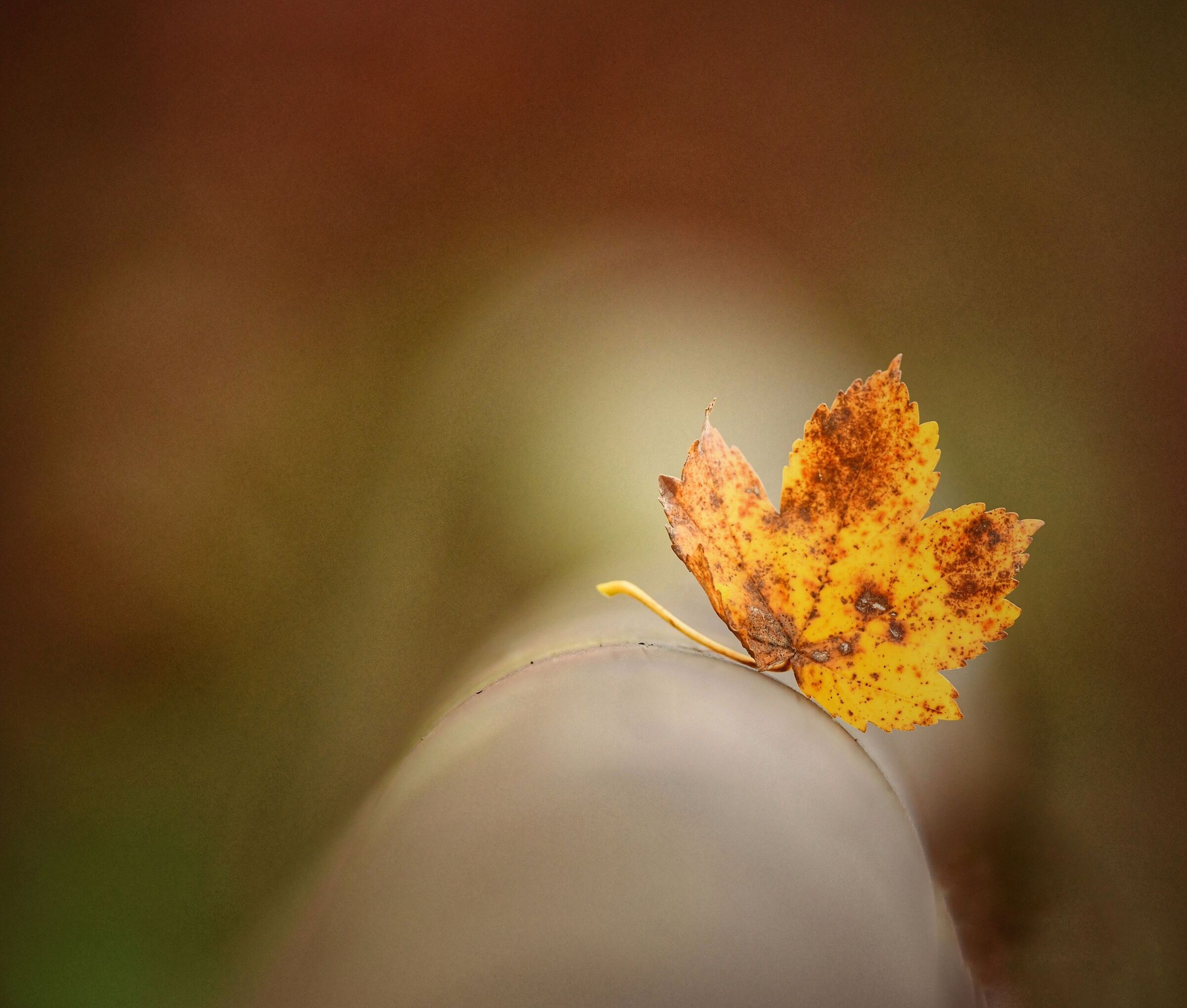 Chiocciola autunnale..