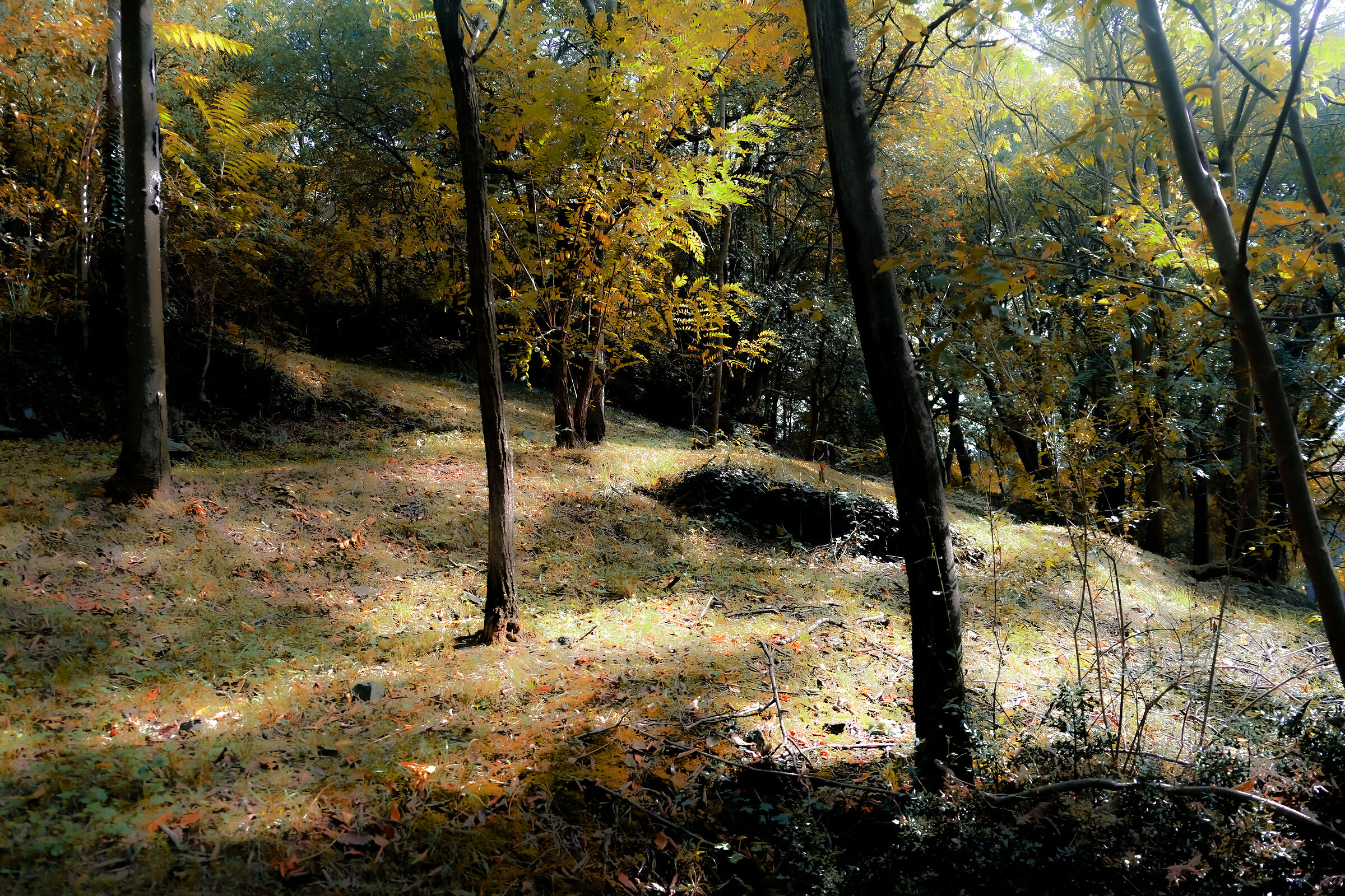 Autumn