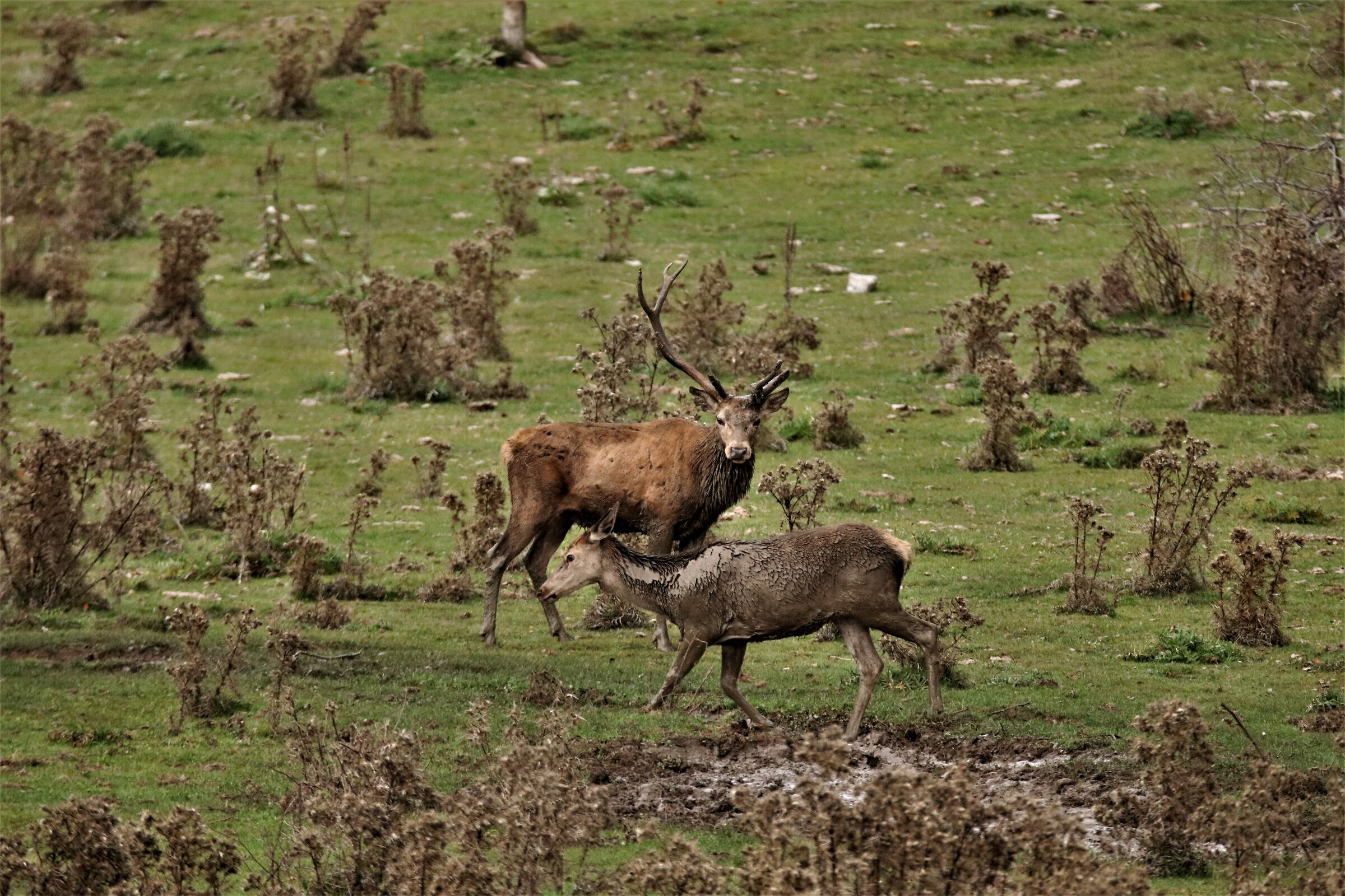 Broken Horns, The Roar is a war