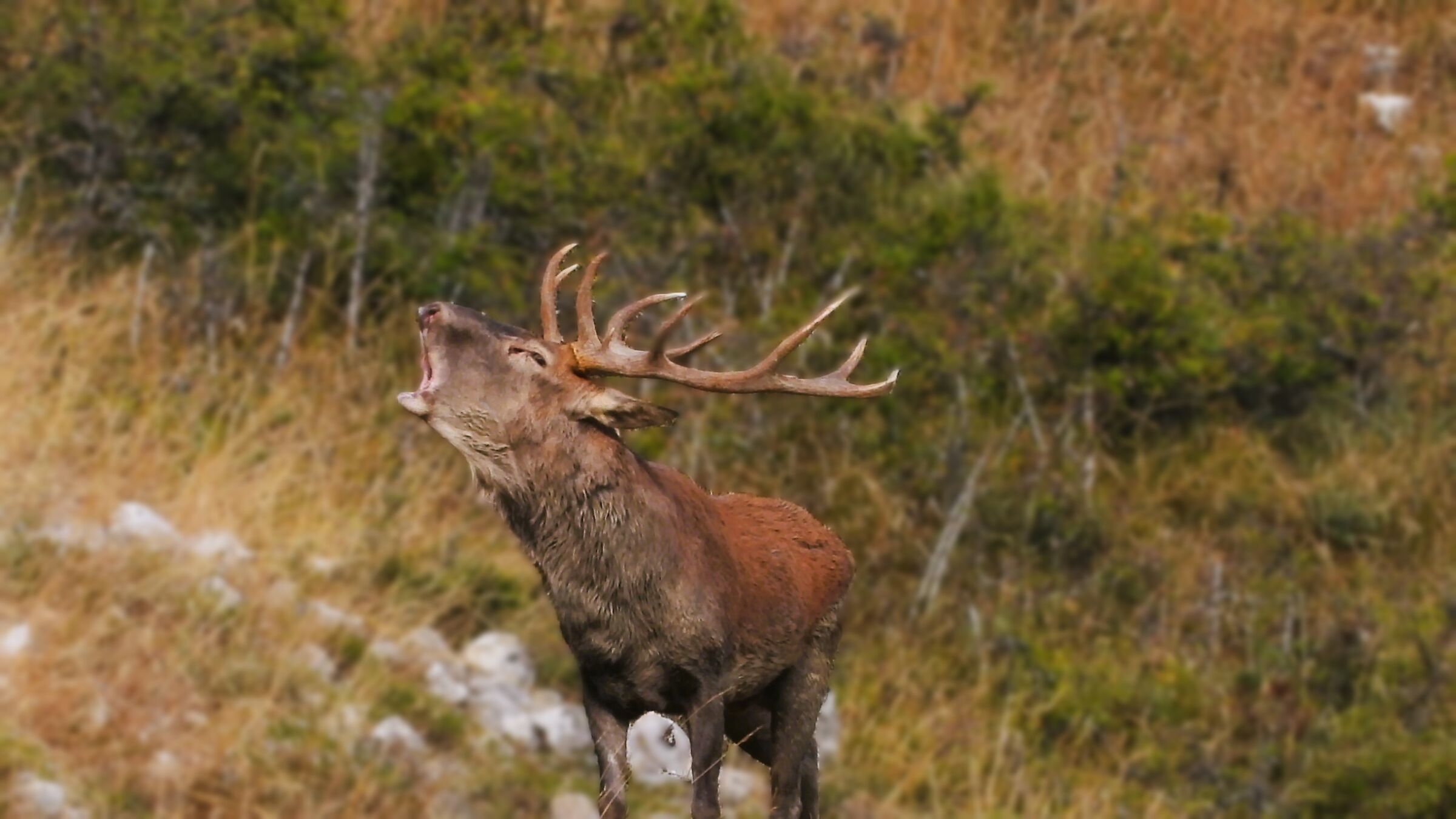 The Roar of the Deer