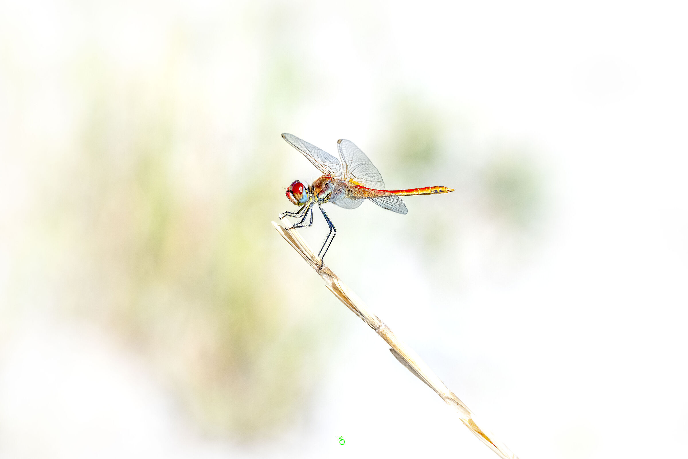 libellula