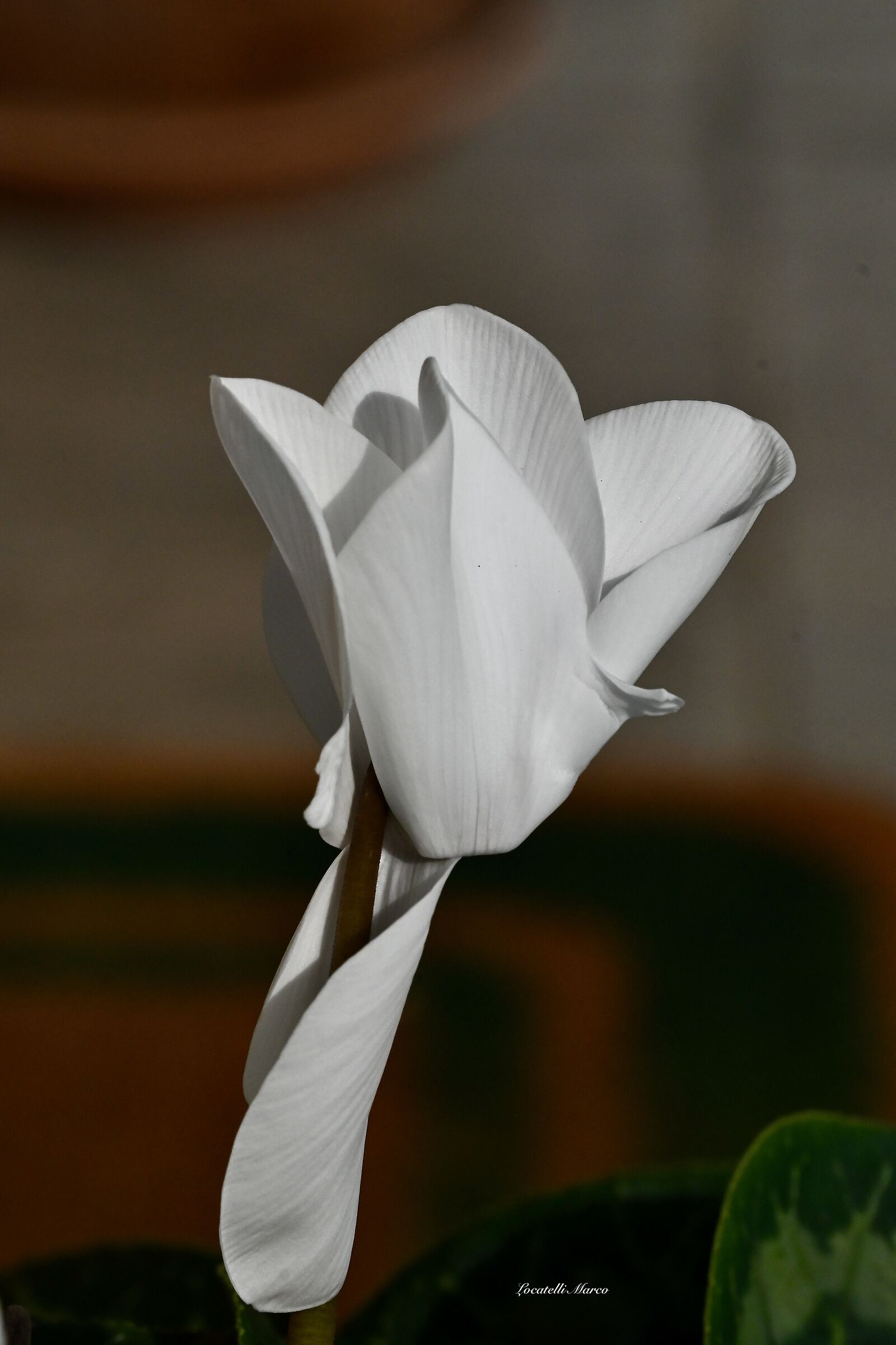 Cyclamen
