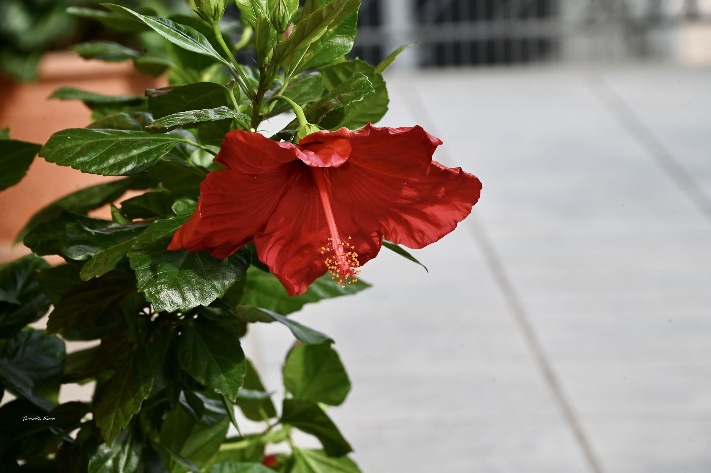 Hibiscus