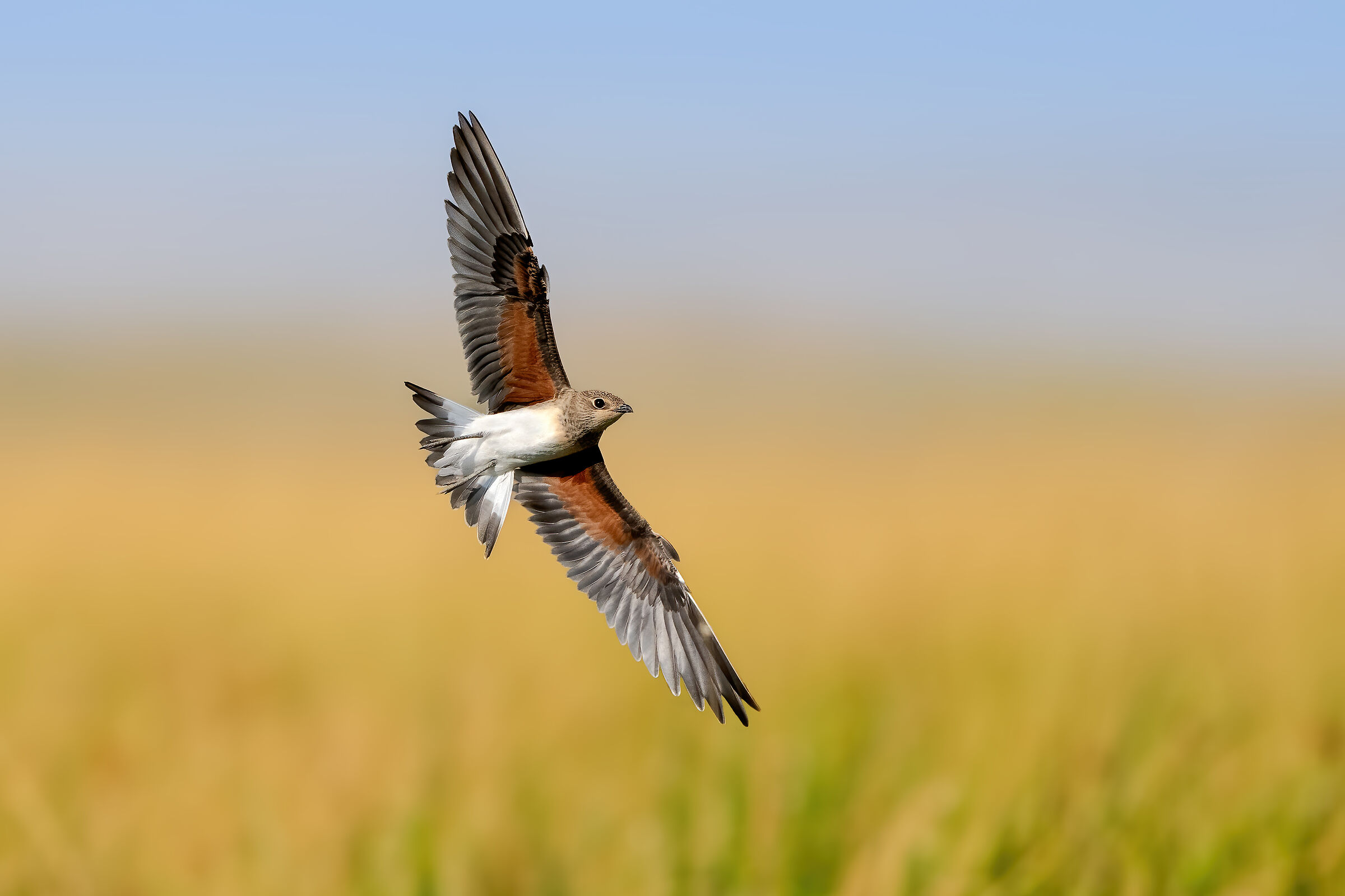 The high flying speed of this bird made it difficult fo