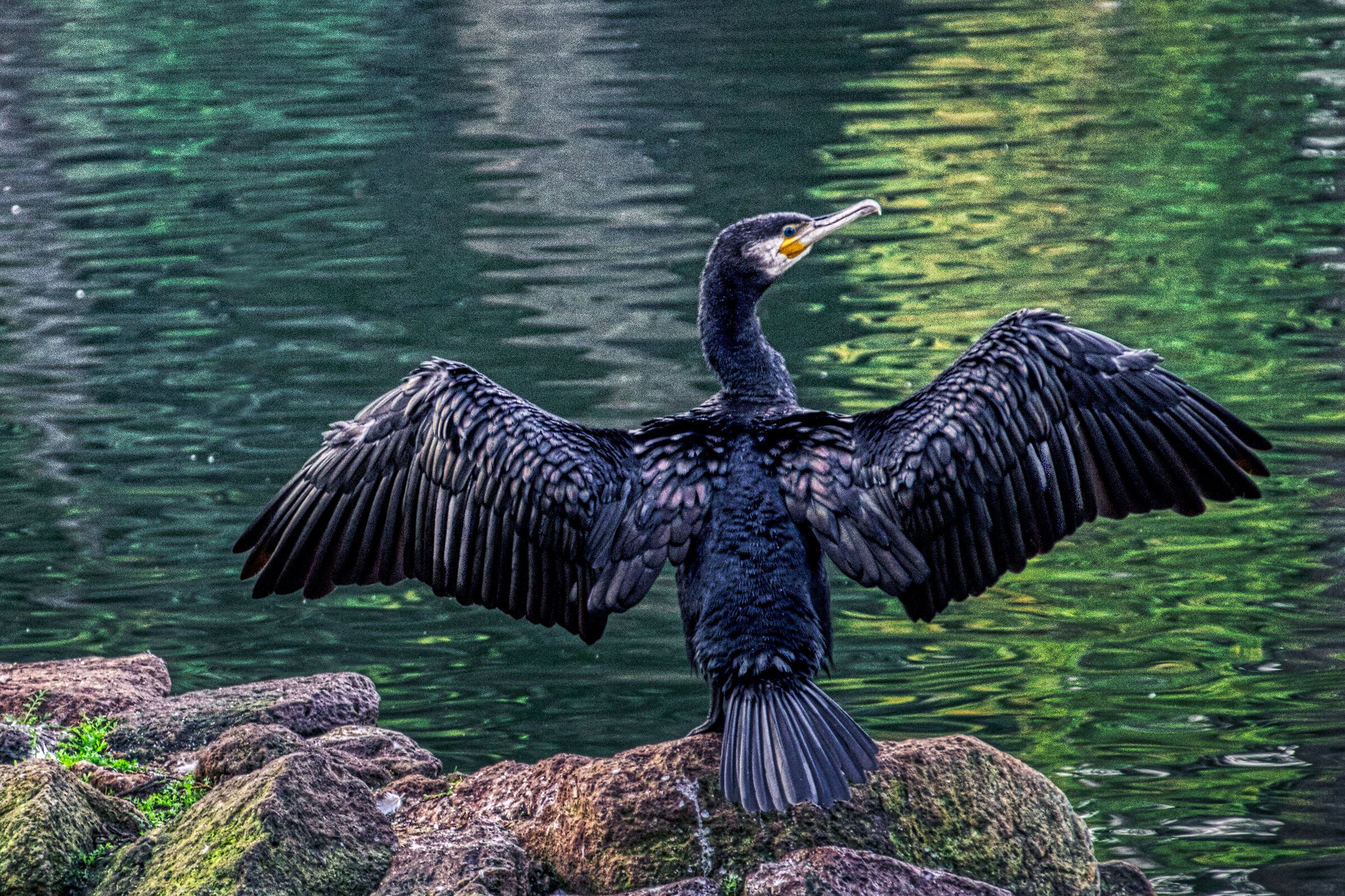 The cormorant