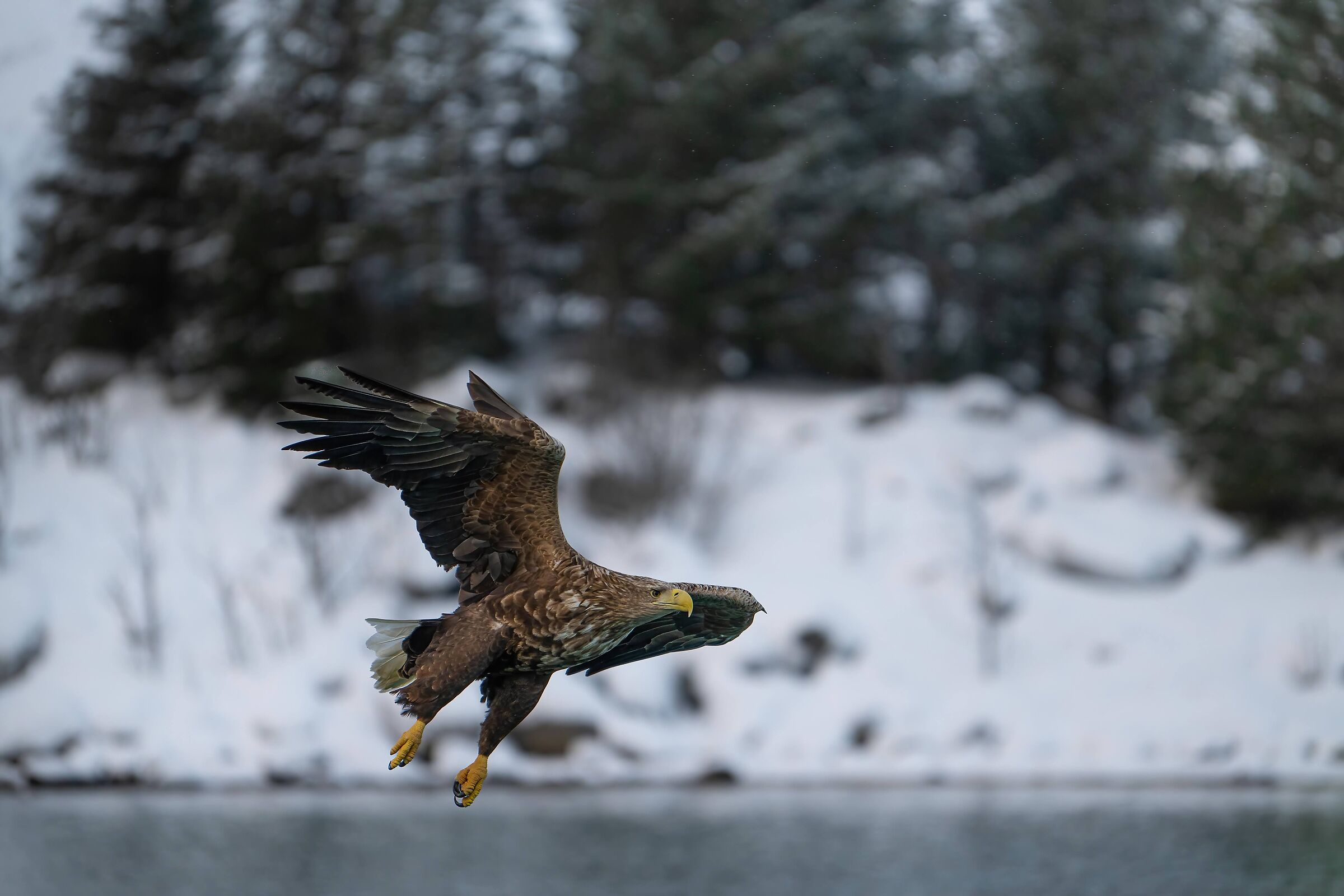 Flight through the ice