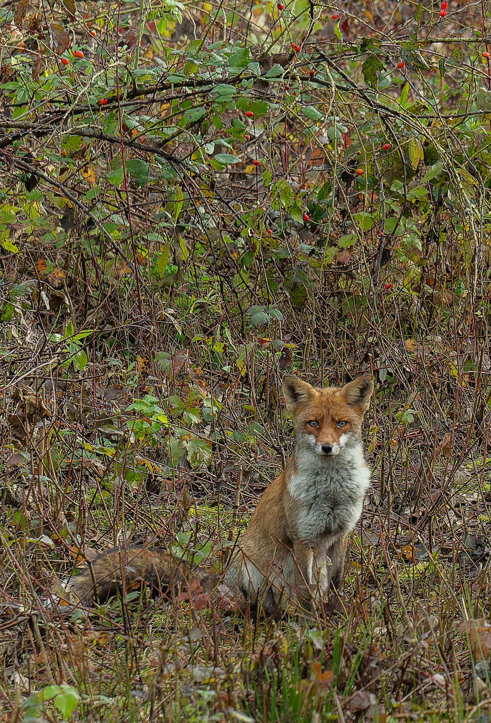 Fox