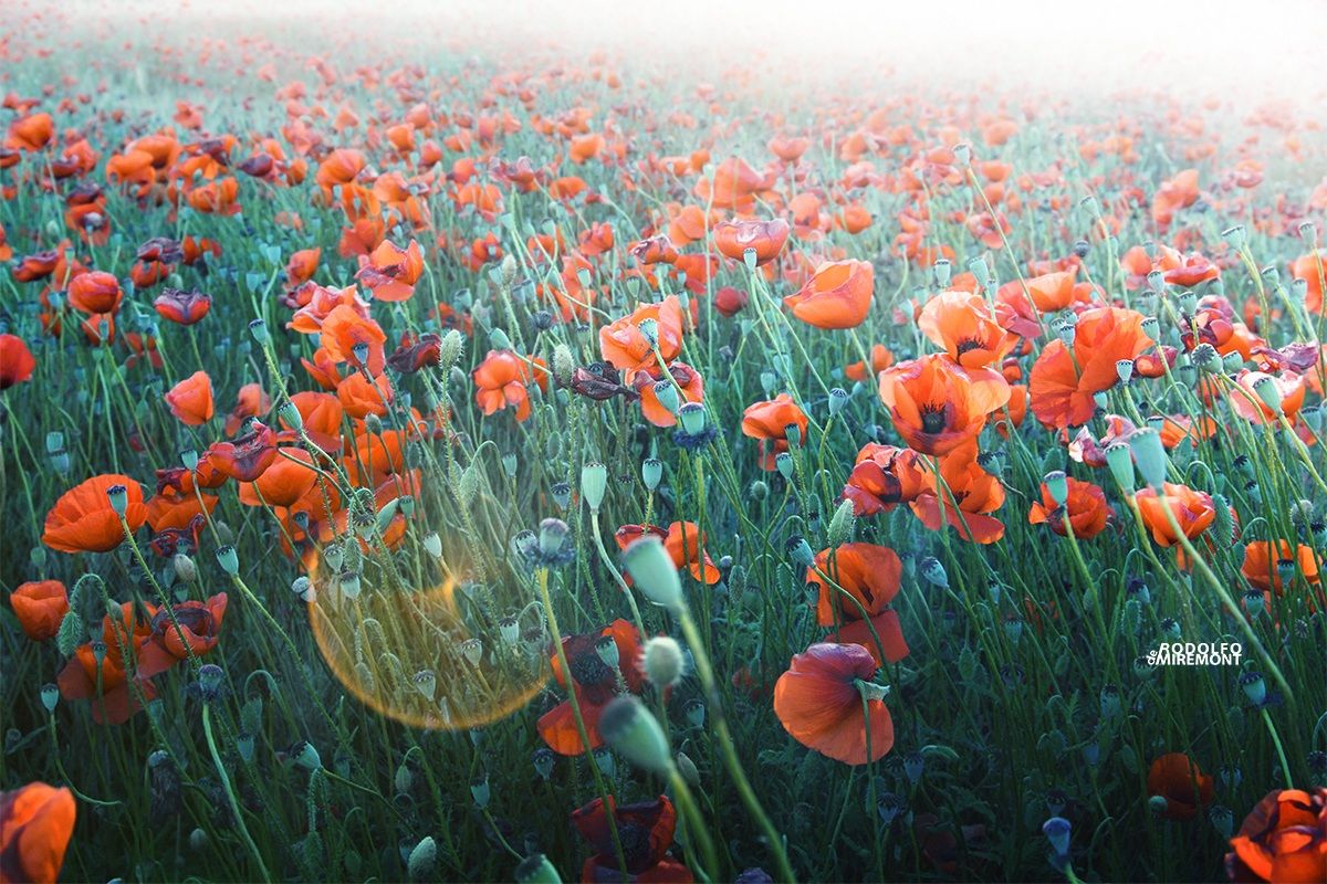 Poppies.