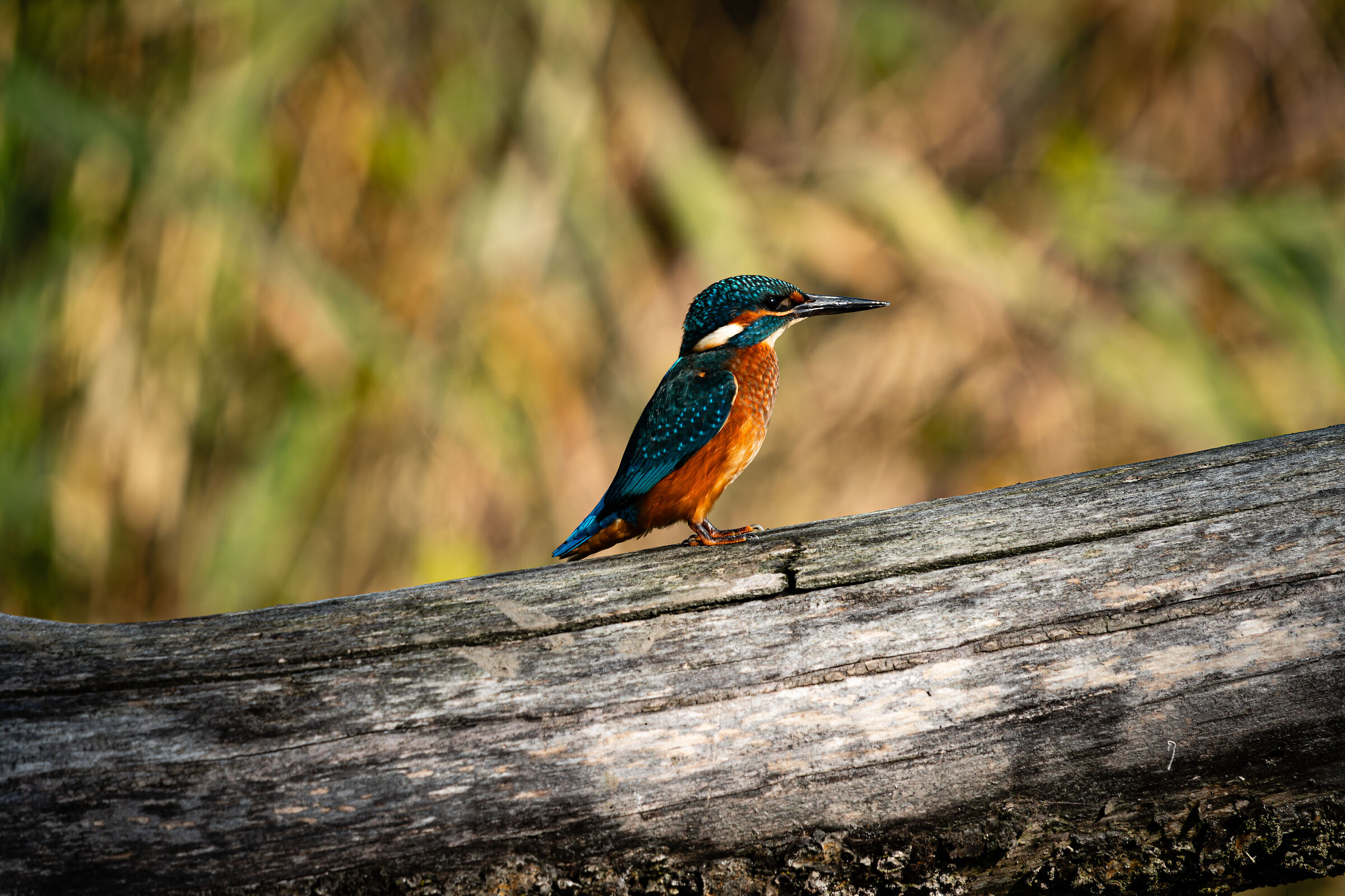 Il fulmine dello stagno 1