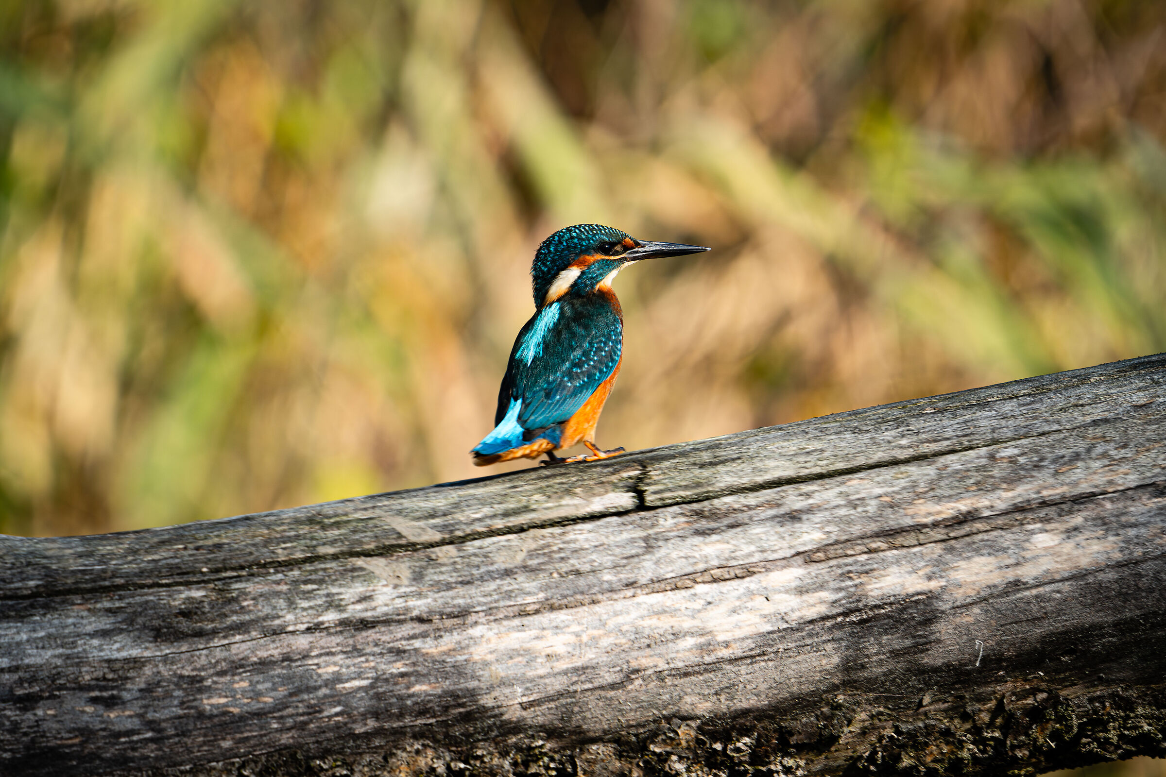 Il fulmine dello stagno 2