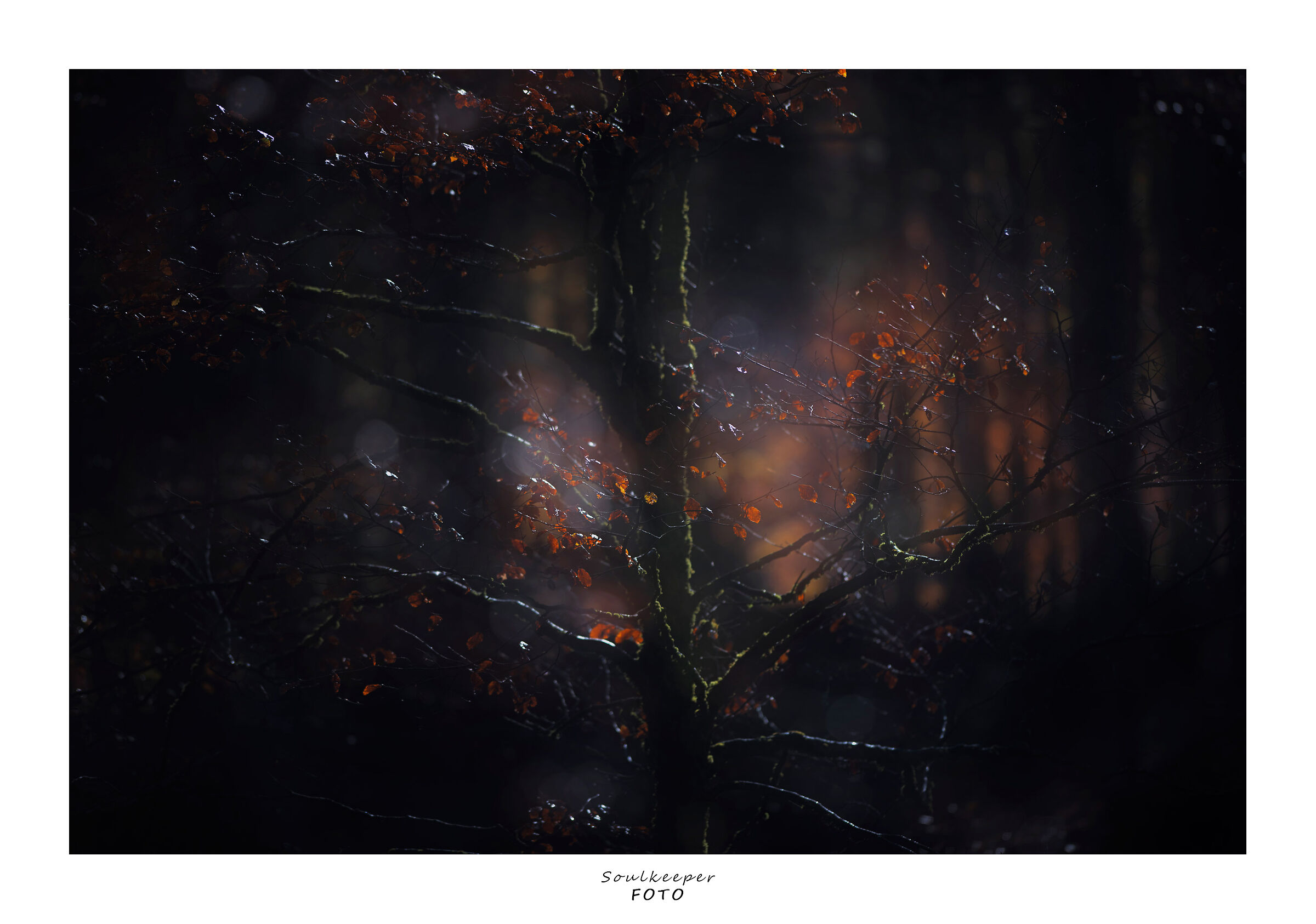 Natural dark textures.