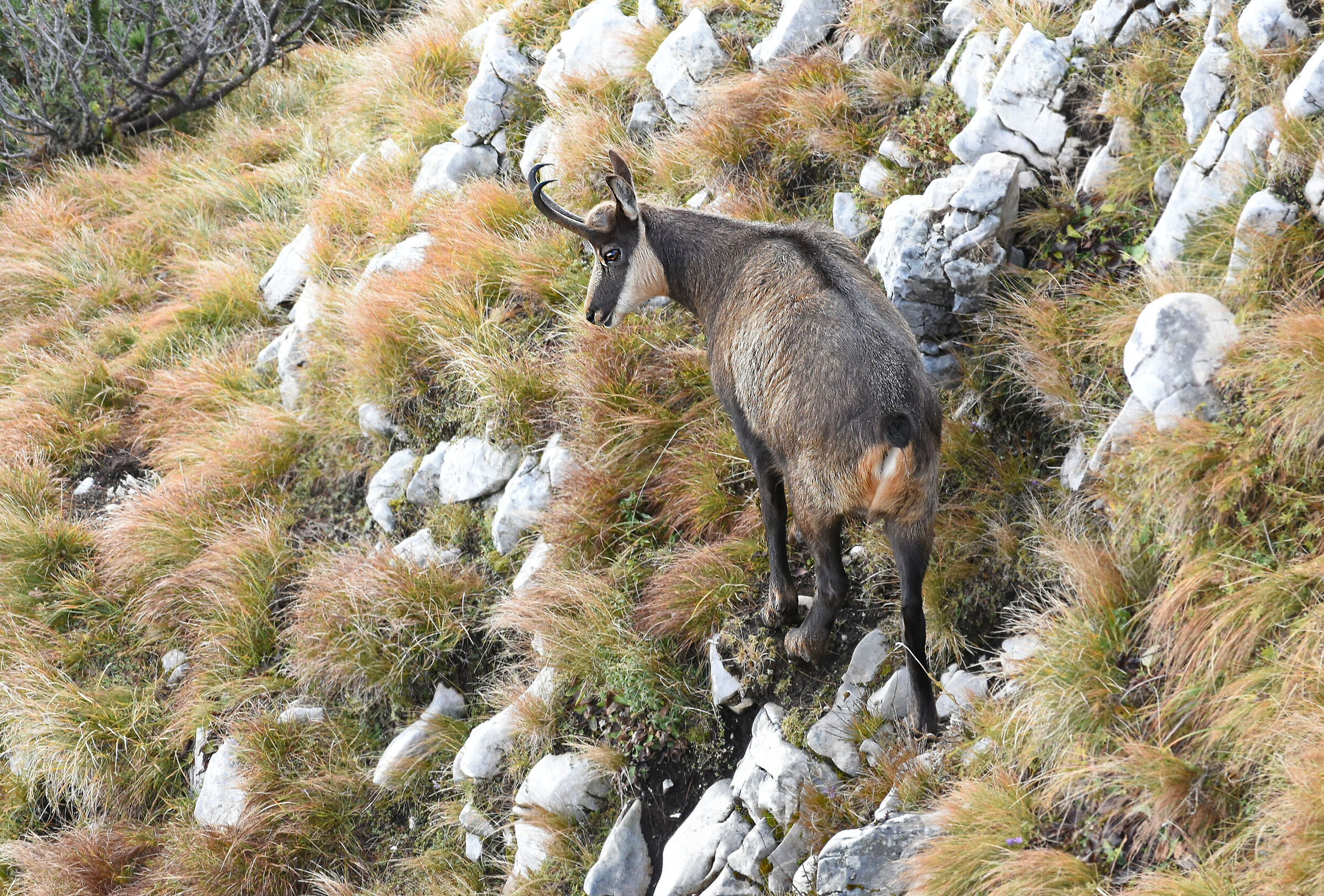 CHAMOIS