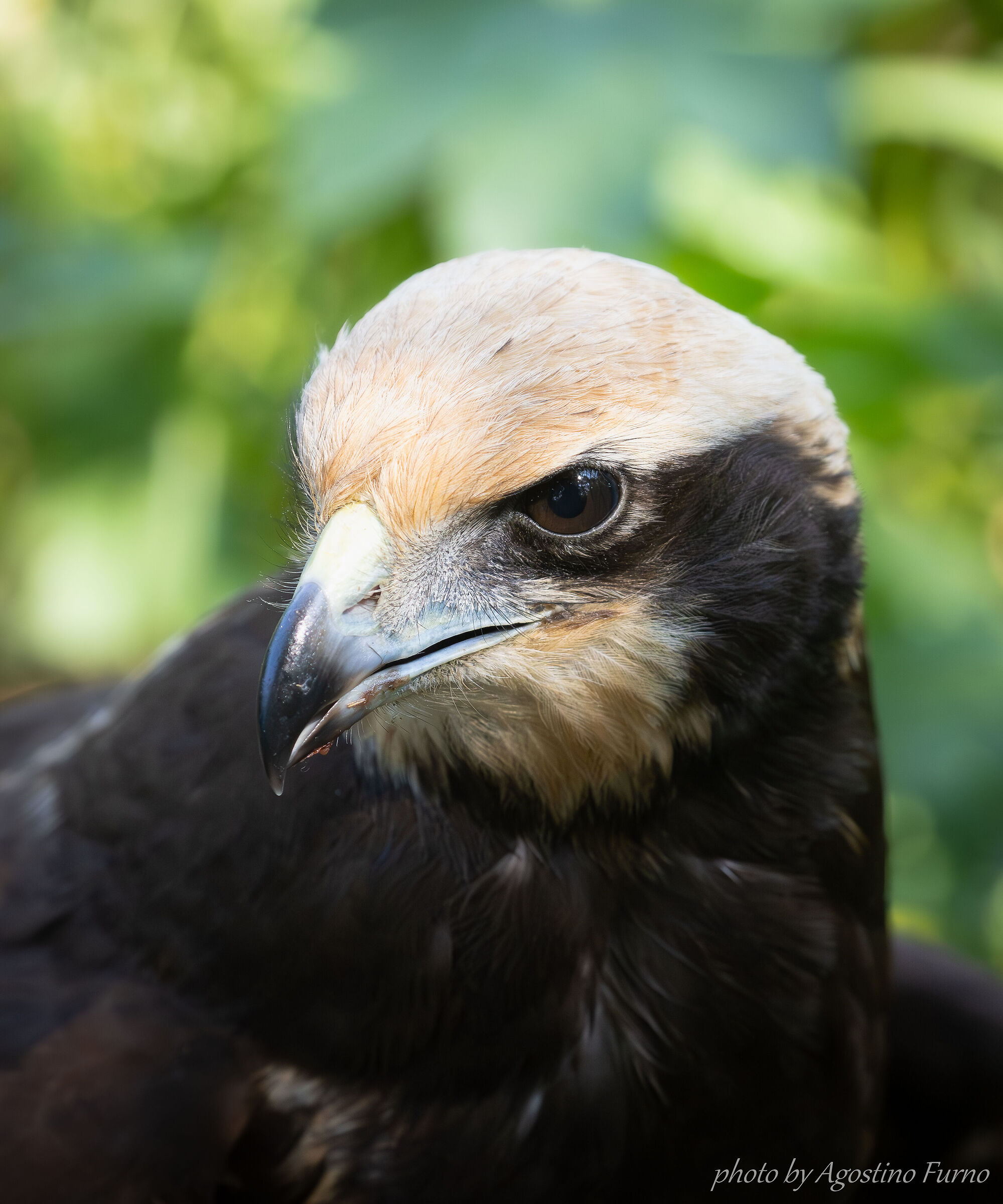 Marsh Harrier