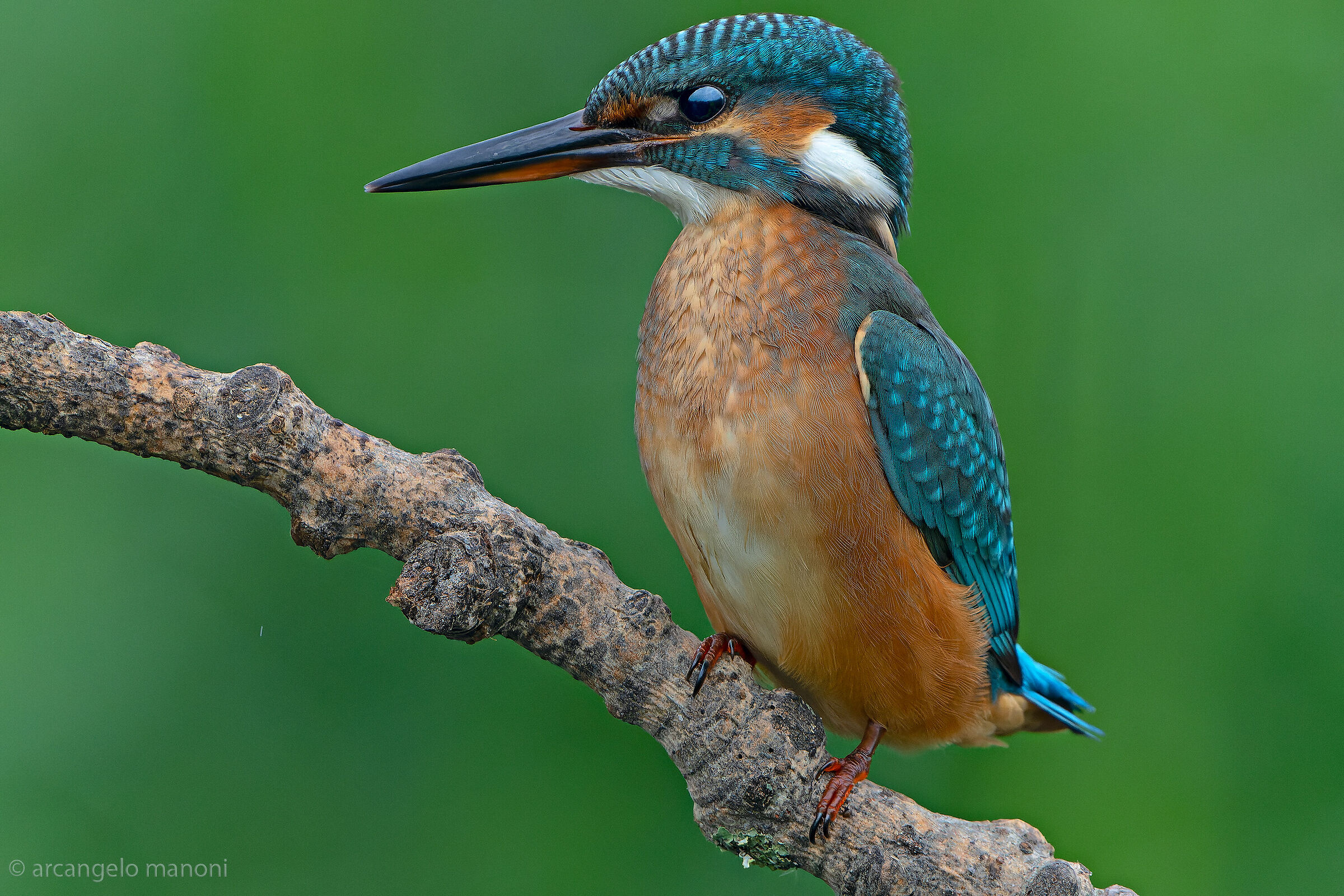 Io sono la regina del fiume
