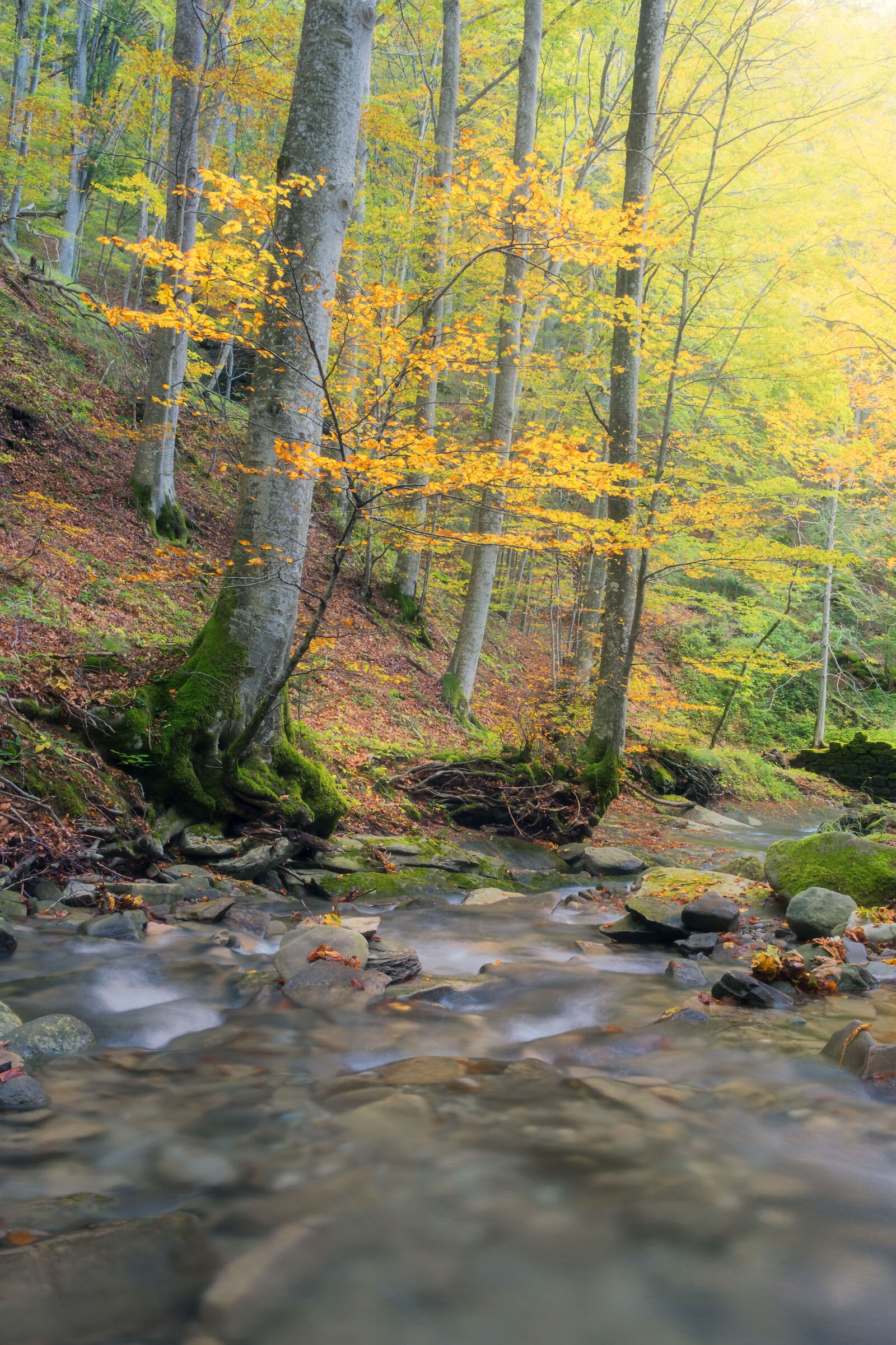 The beginning of foliage