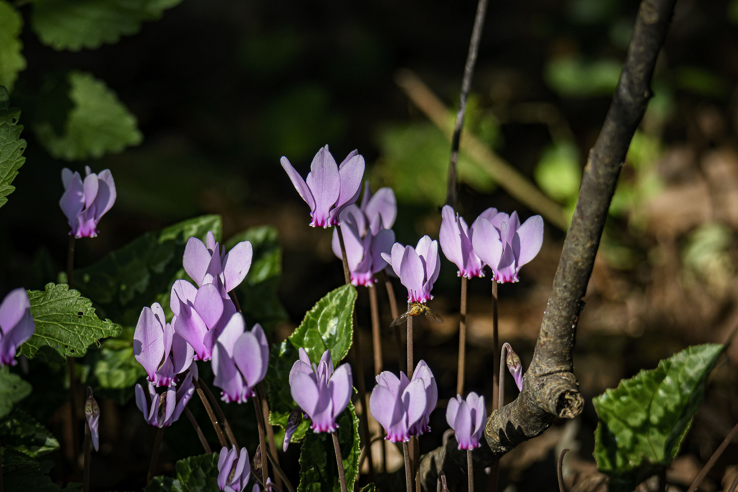 cyclamen at the La Rizza oasis (Bentivoglio BO)