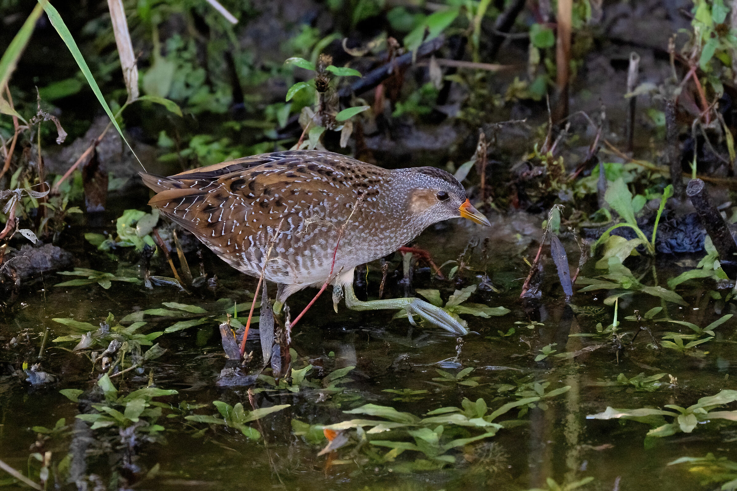 Voltolino eurasiatico (Porzana porzana)