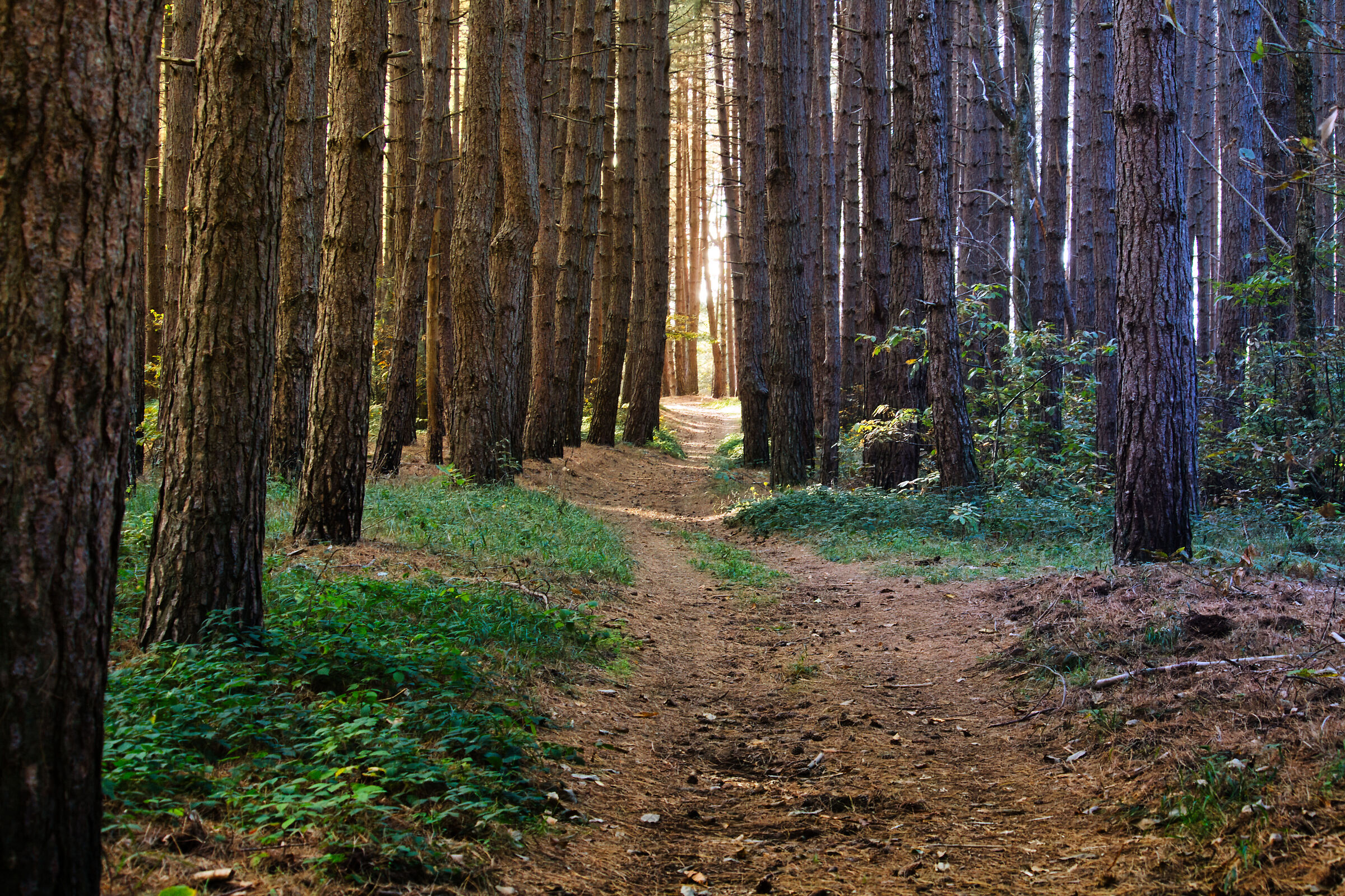 Passeggiata nel bosco
