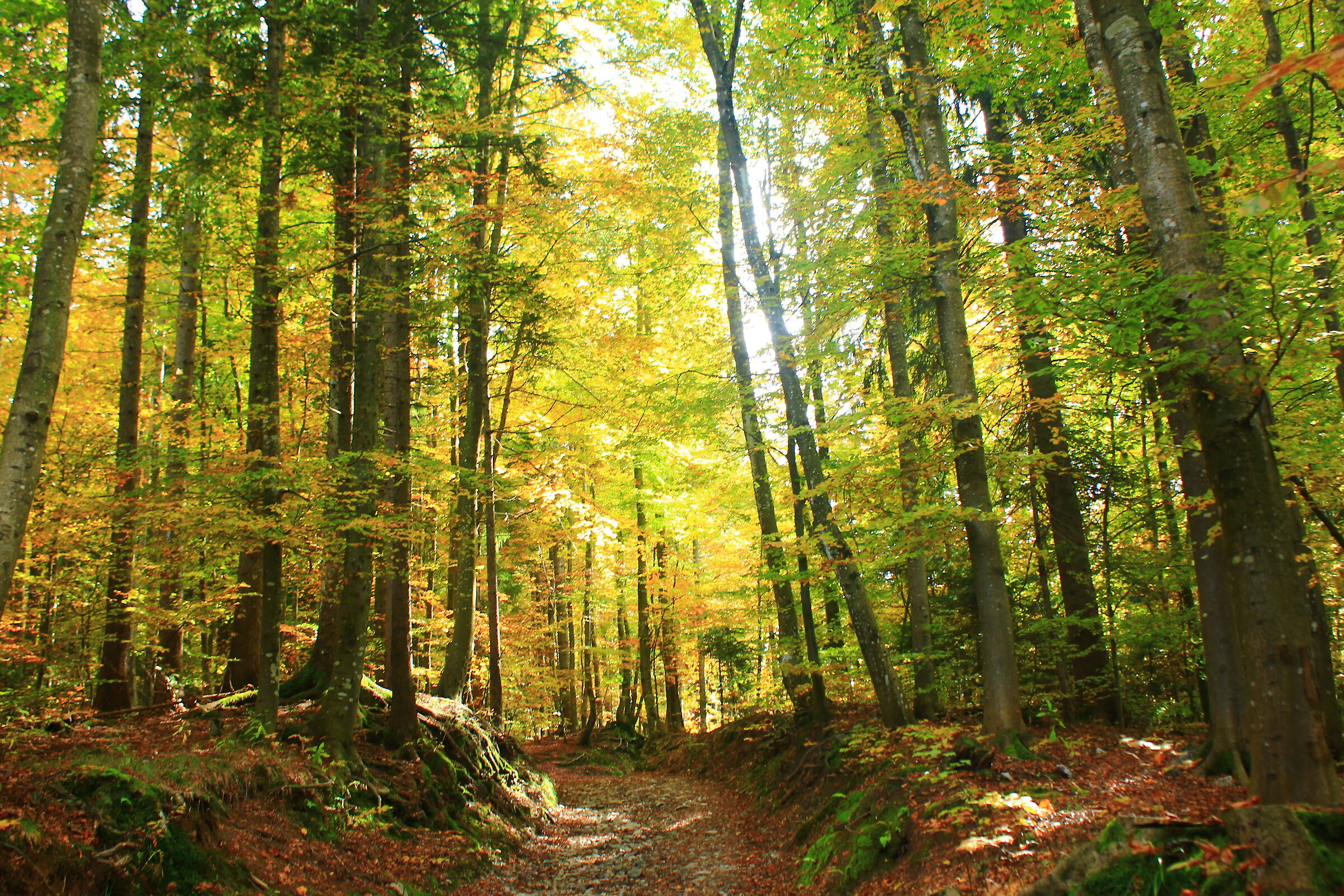 Autumn in the beech forest