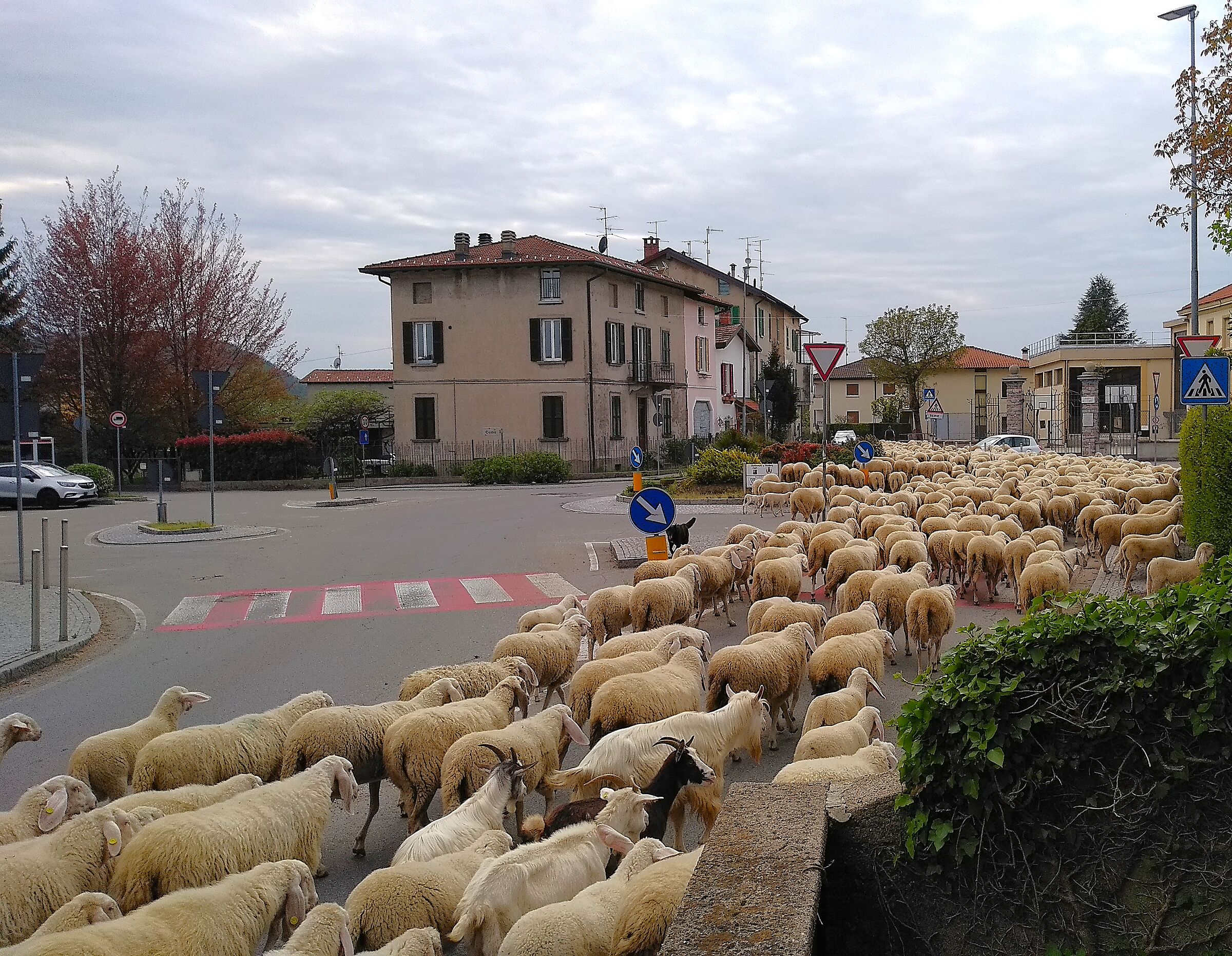 Congested traffic... many "Beeeee" in the village!