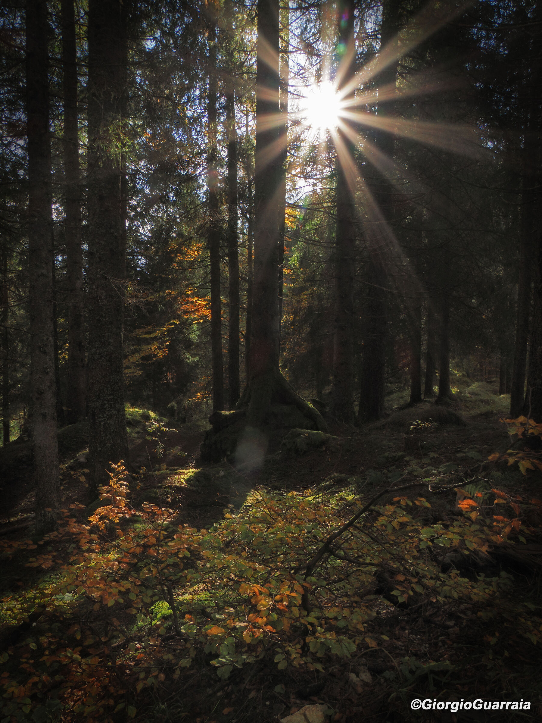 Bosco d'ottobre