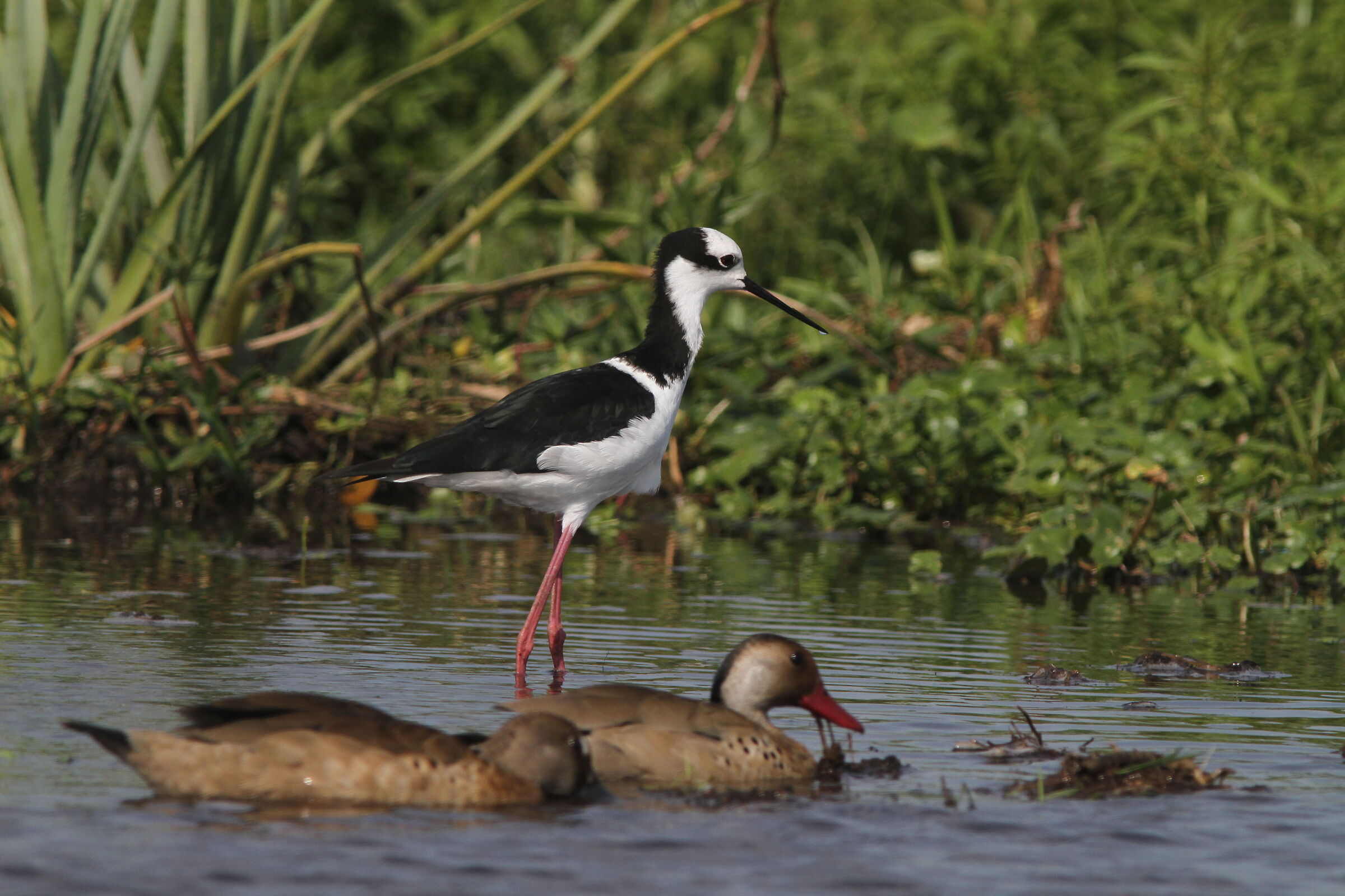 Black-winged Stilt (Argentina) un cavaliere latino