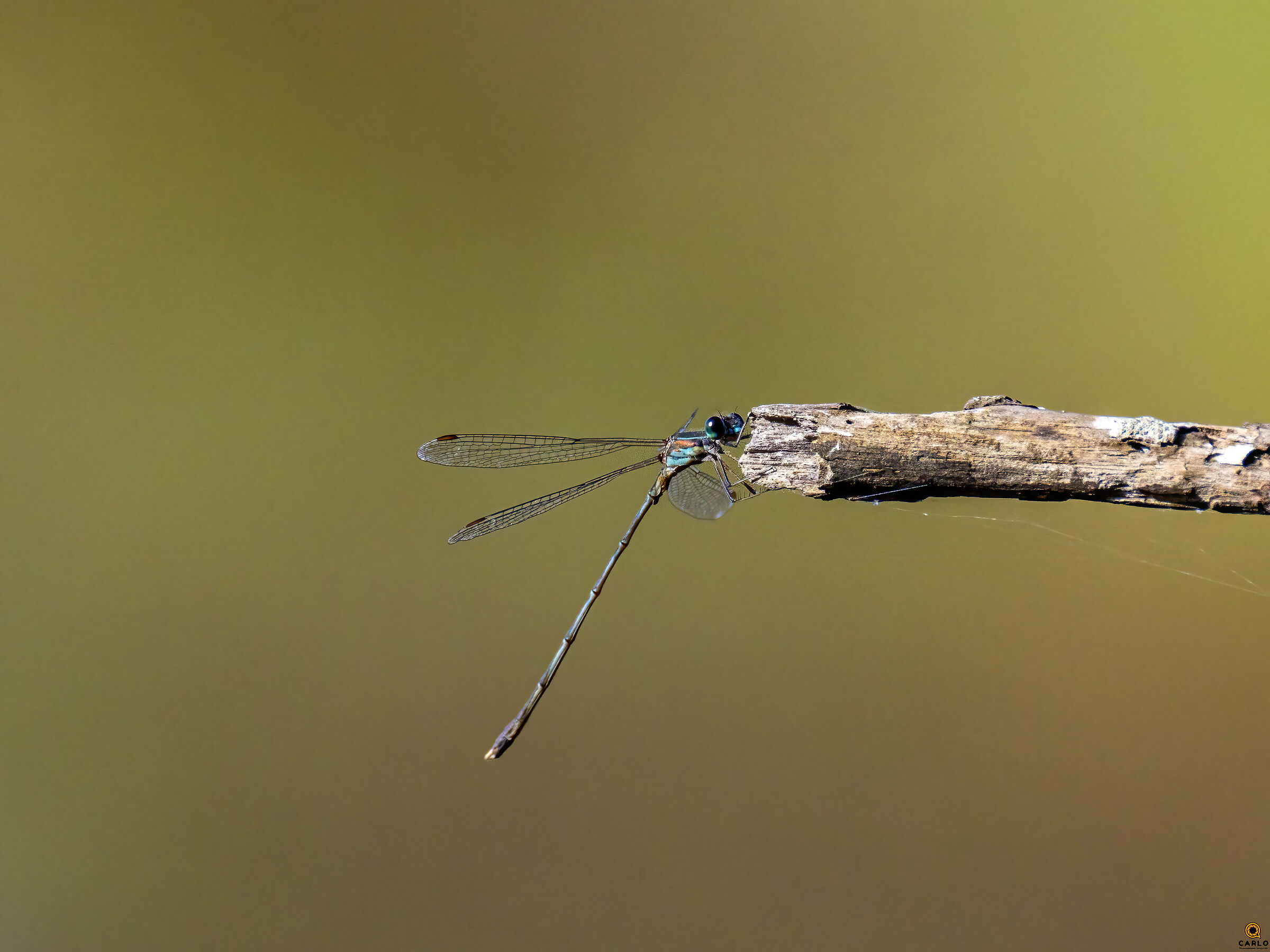 libellula