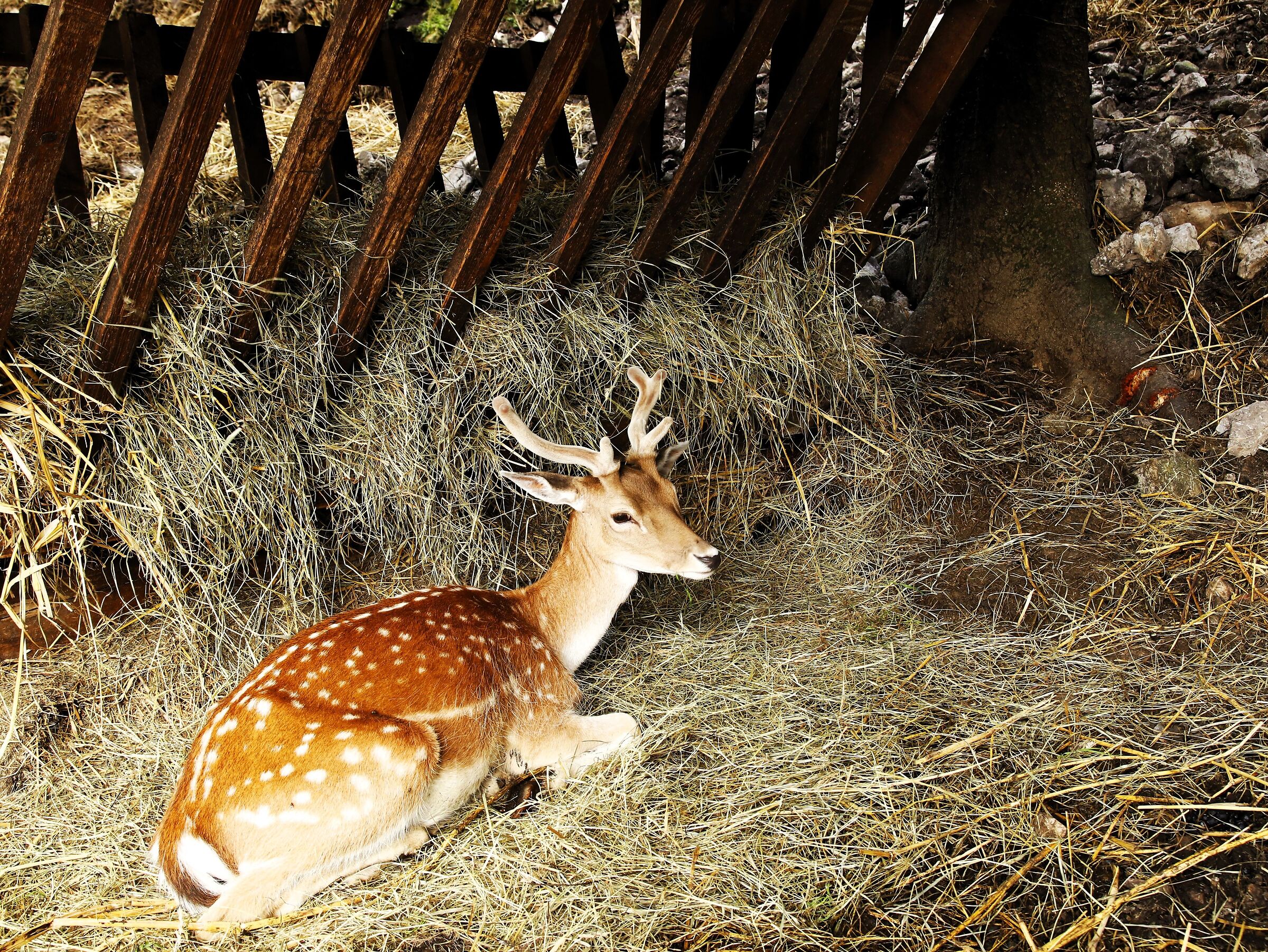 "The young Deer of the Baitella"