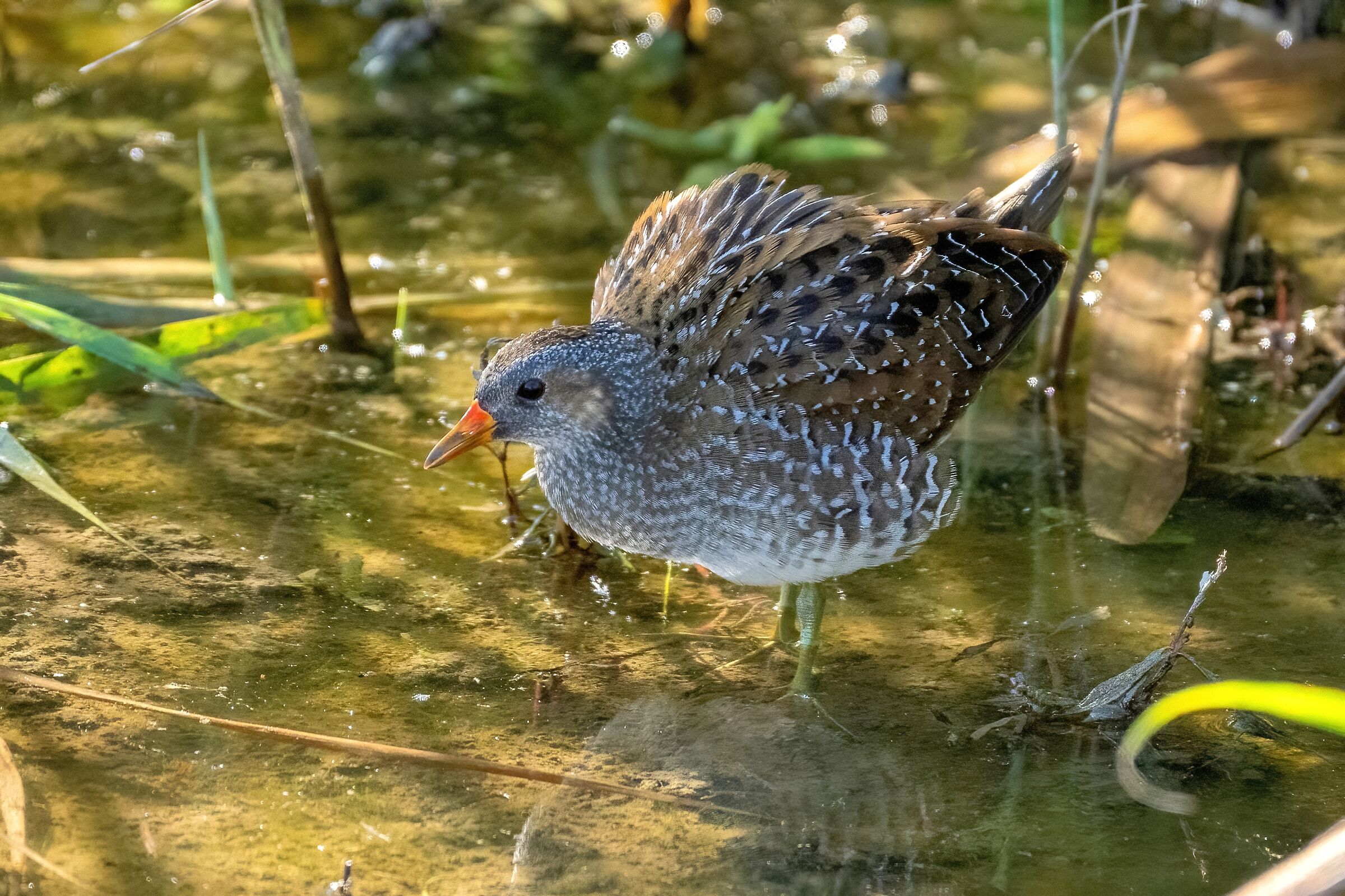 Voltolino (Porzana porzana)