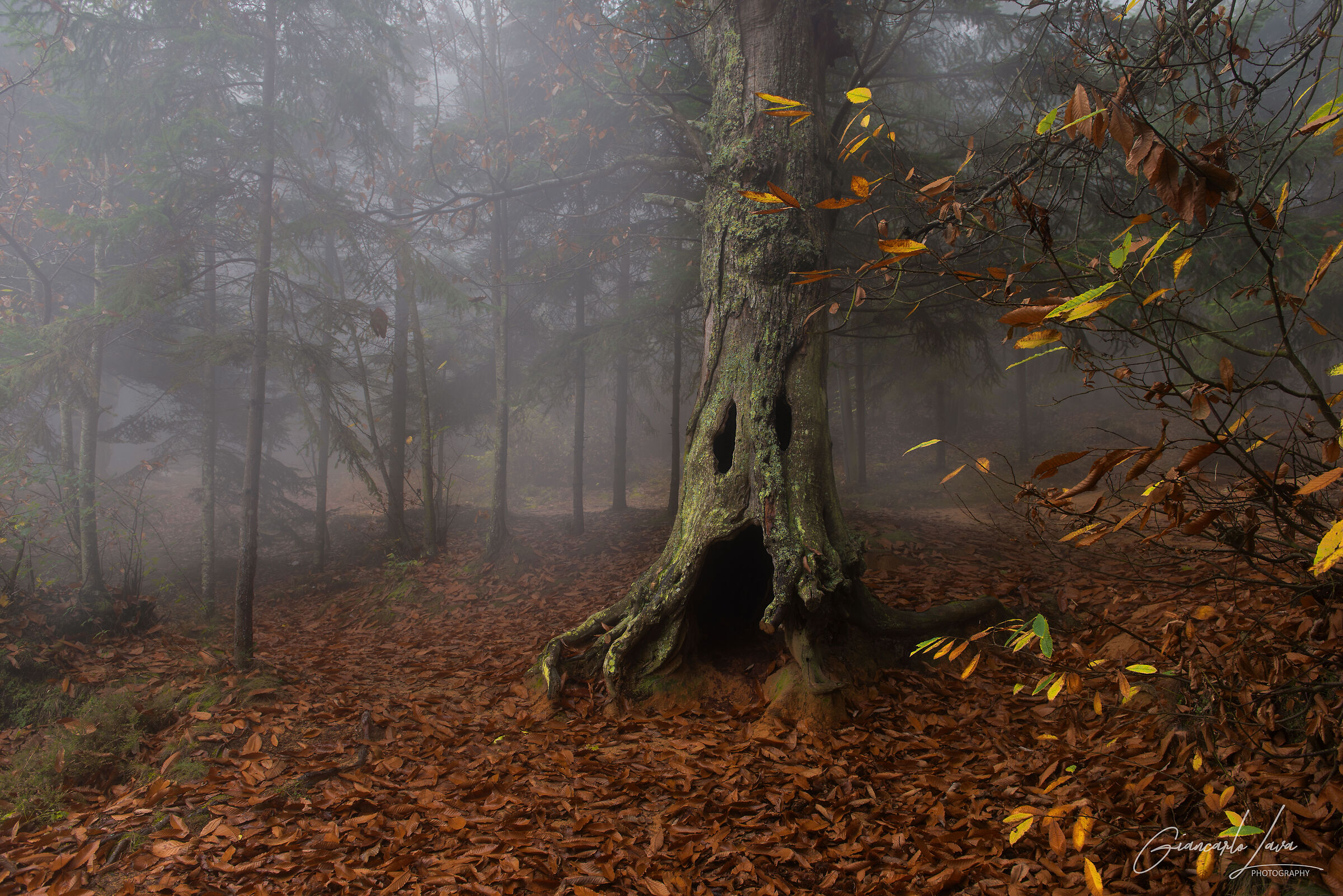 The guardian of the forest