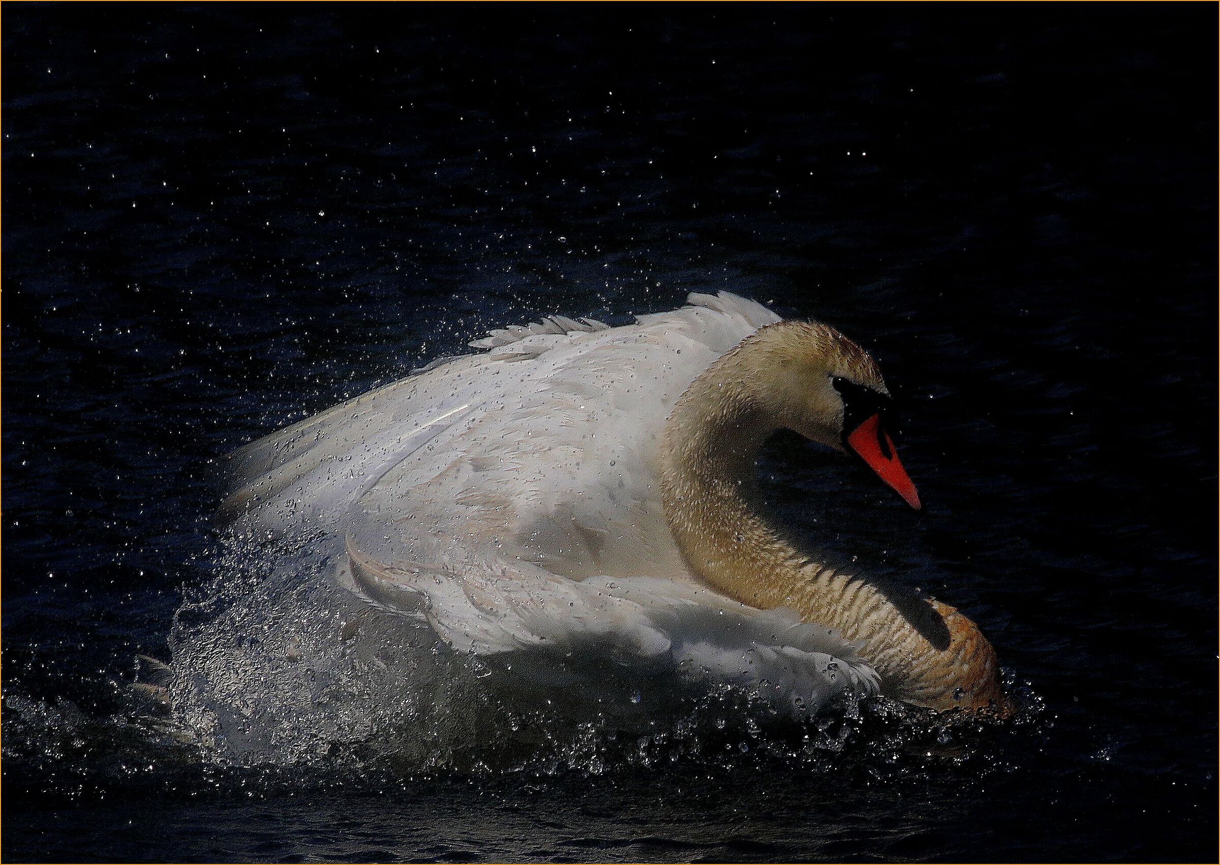 ,, Swan , Ticino Park ''