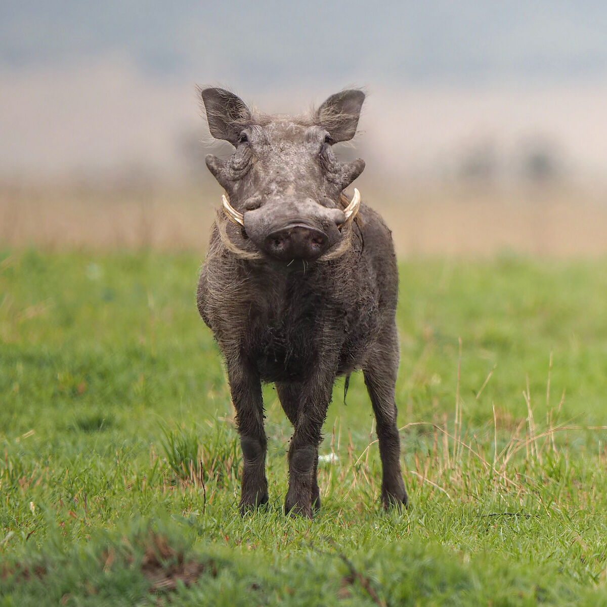 Warthog
