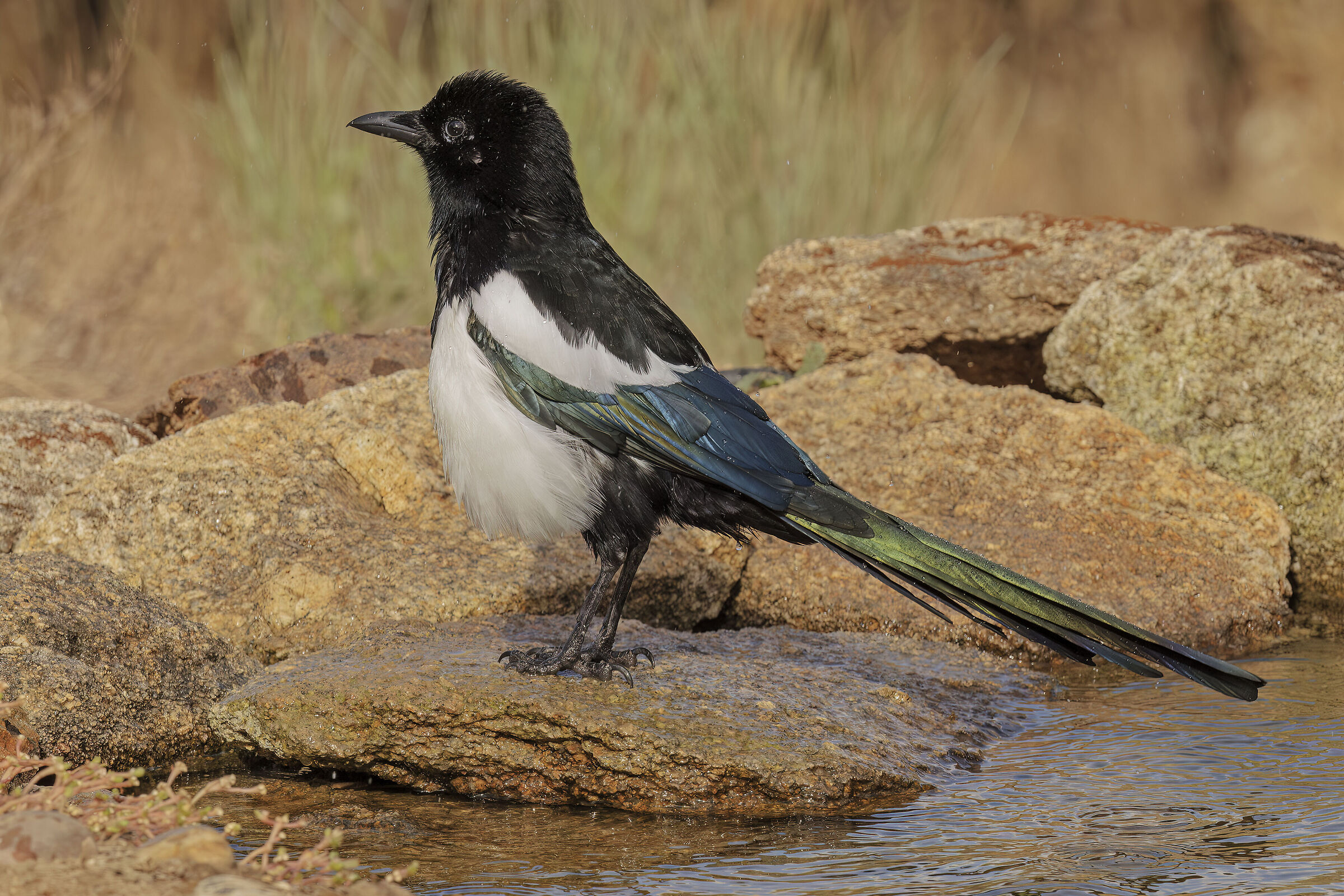 Magpie