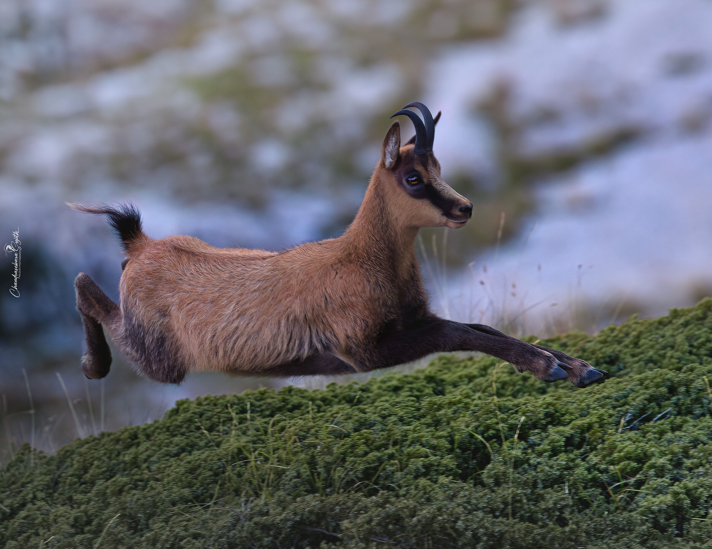 chamois