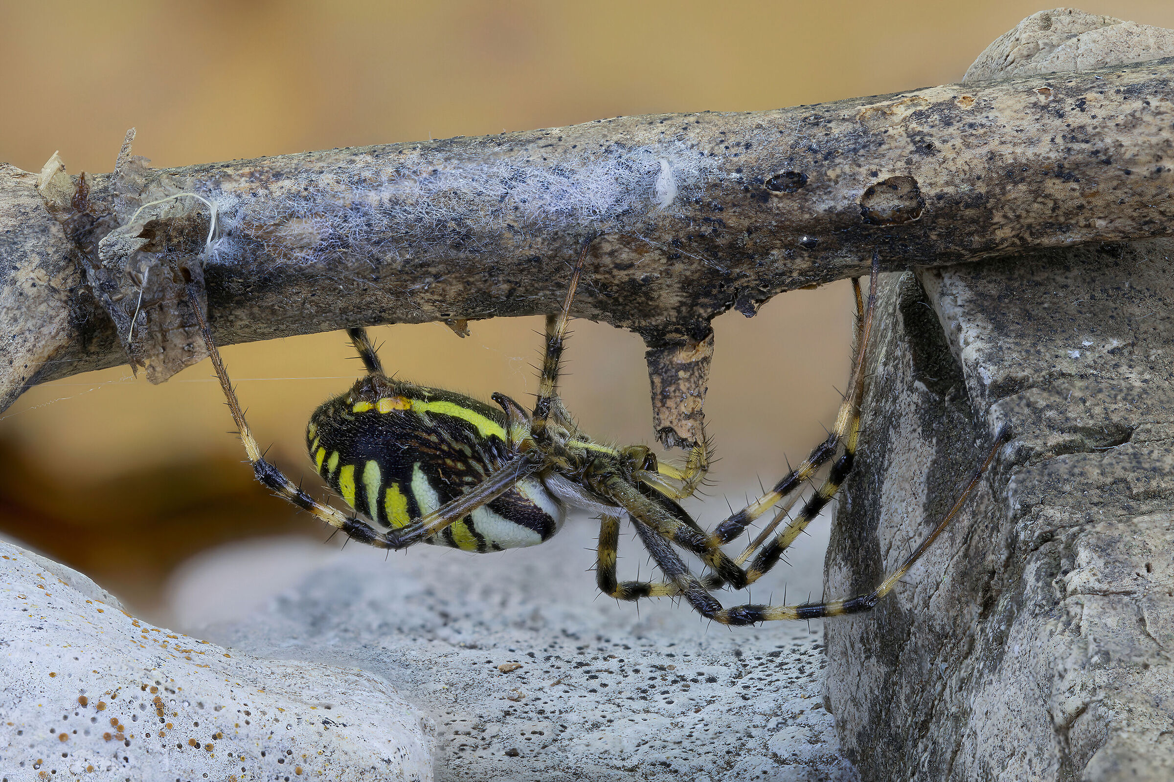 The troll under the bridge