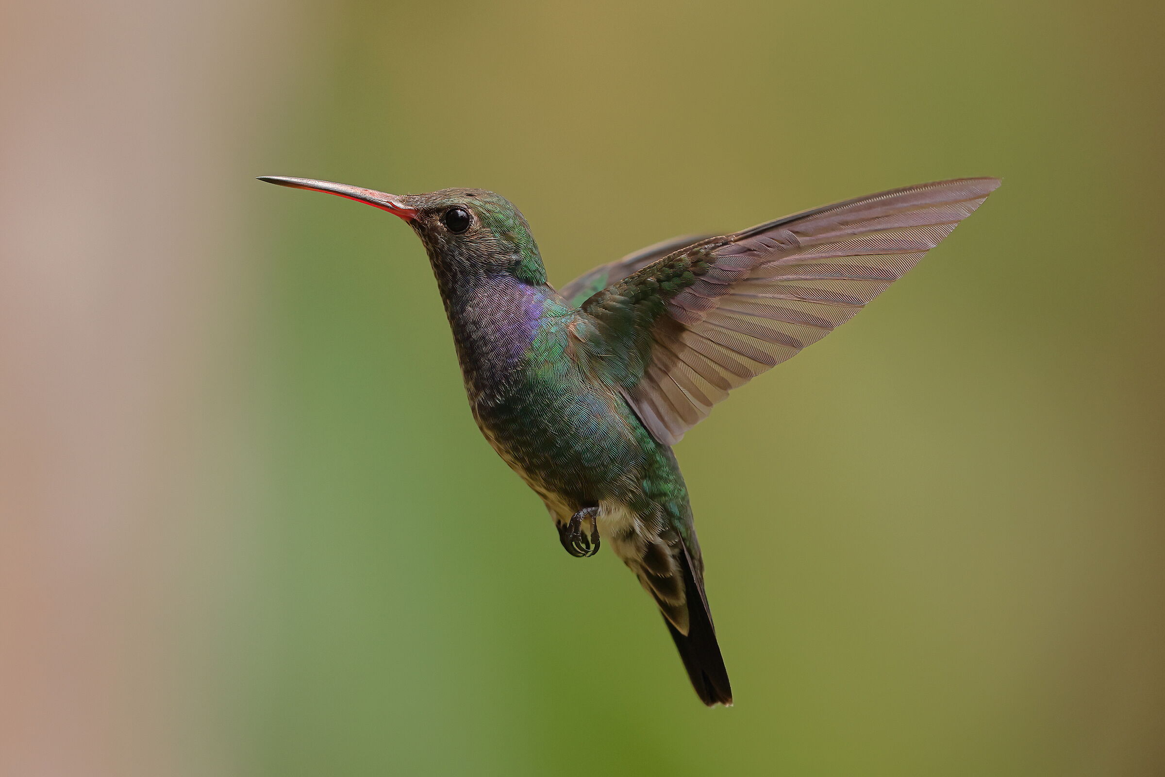 Smeraldo tempestato di zaffiro