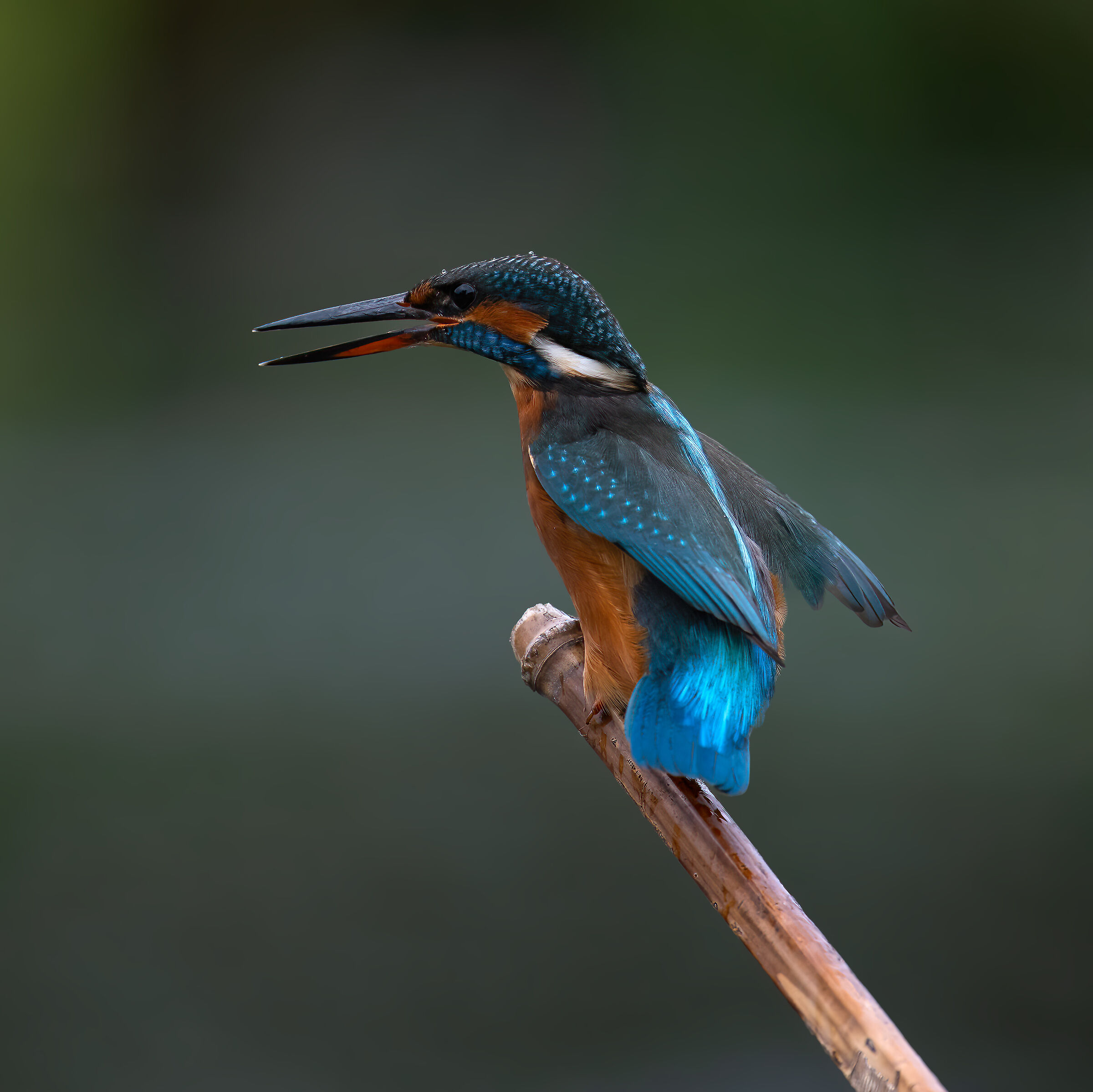 Martin Pescatore - Kingfisher