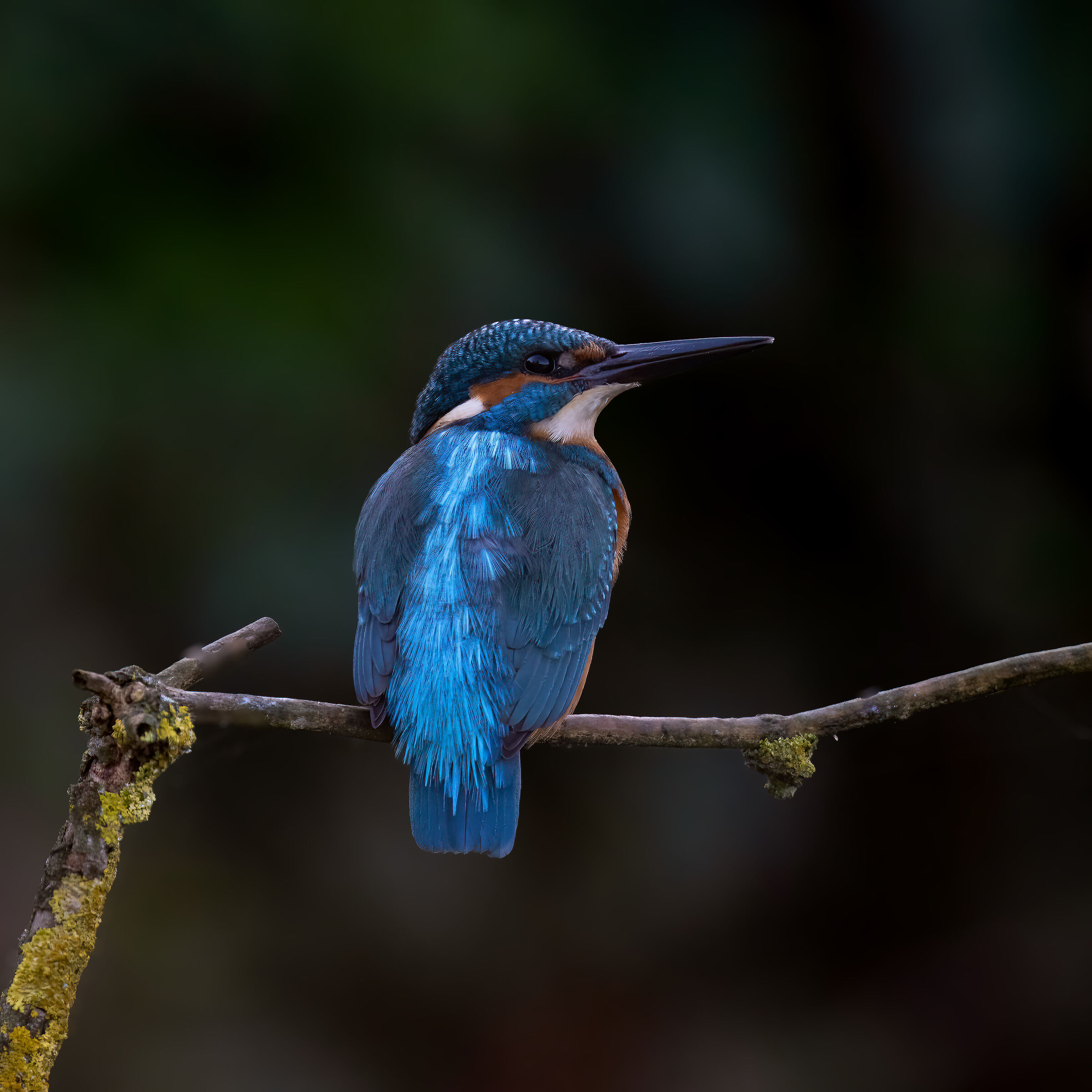 Martin Pescatore - Kingfisher