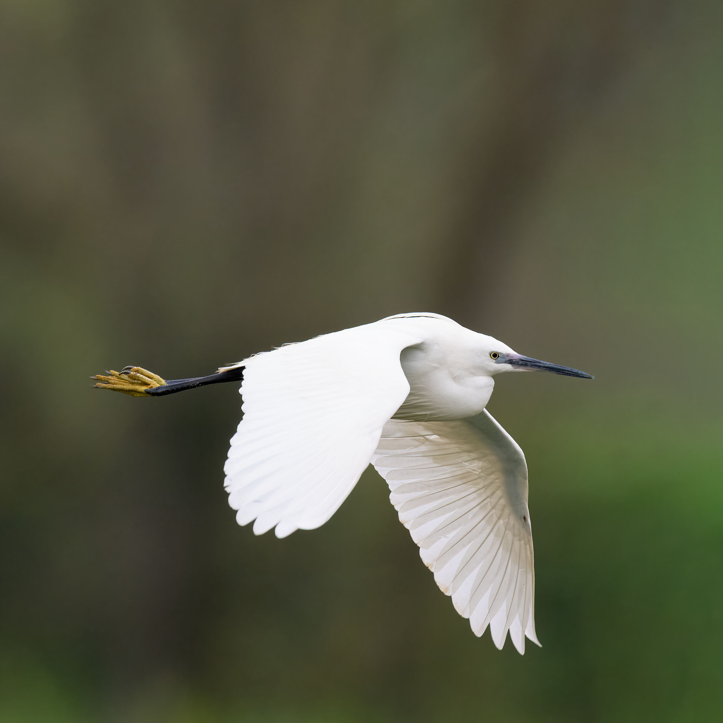 Martin Pescatore - Kingfisher