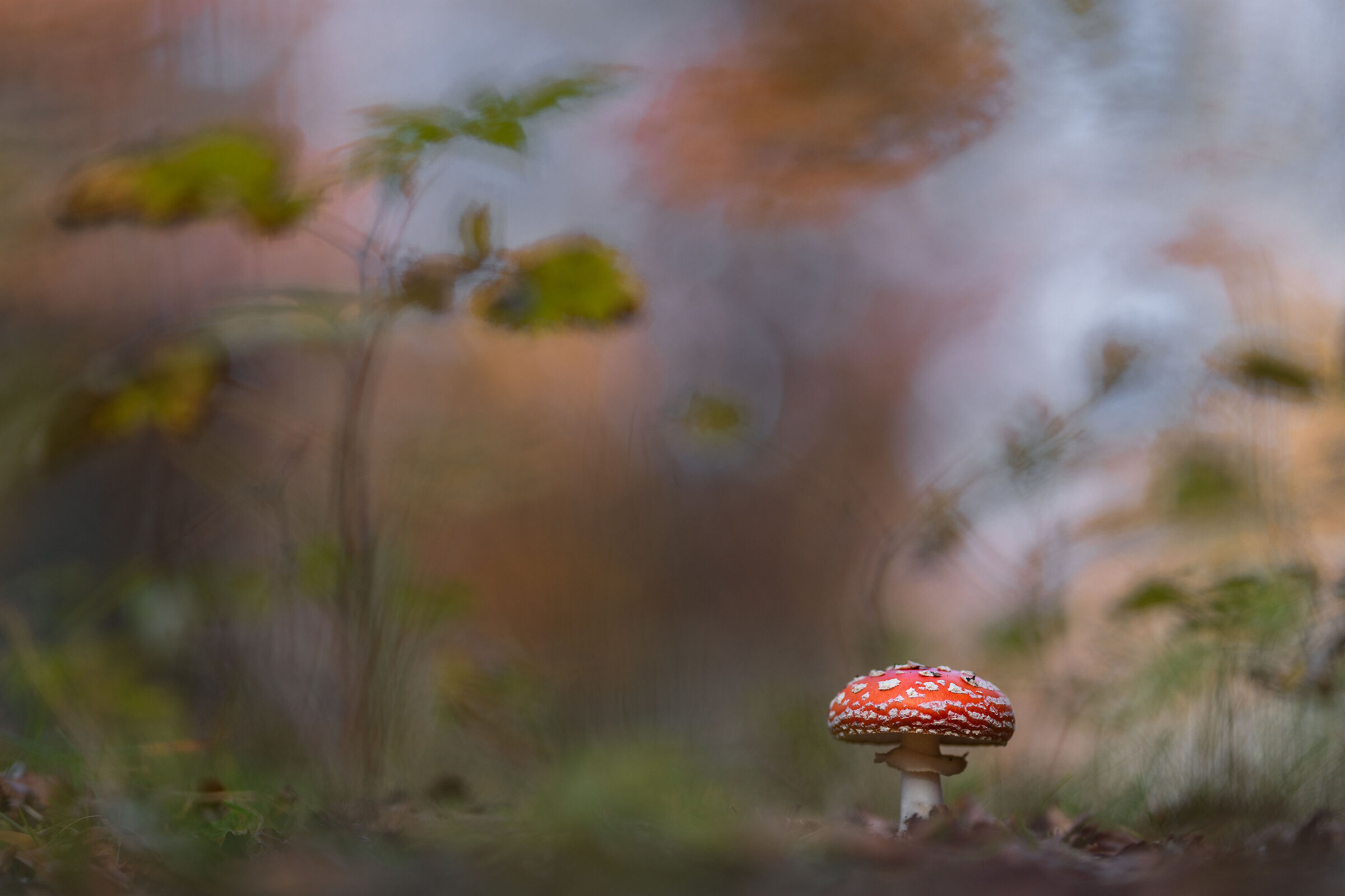 Amanita muscaria