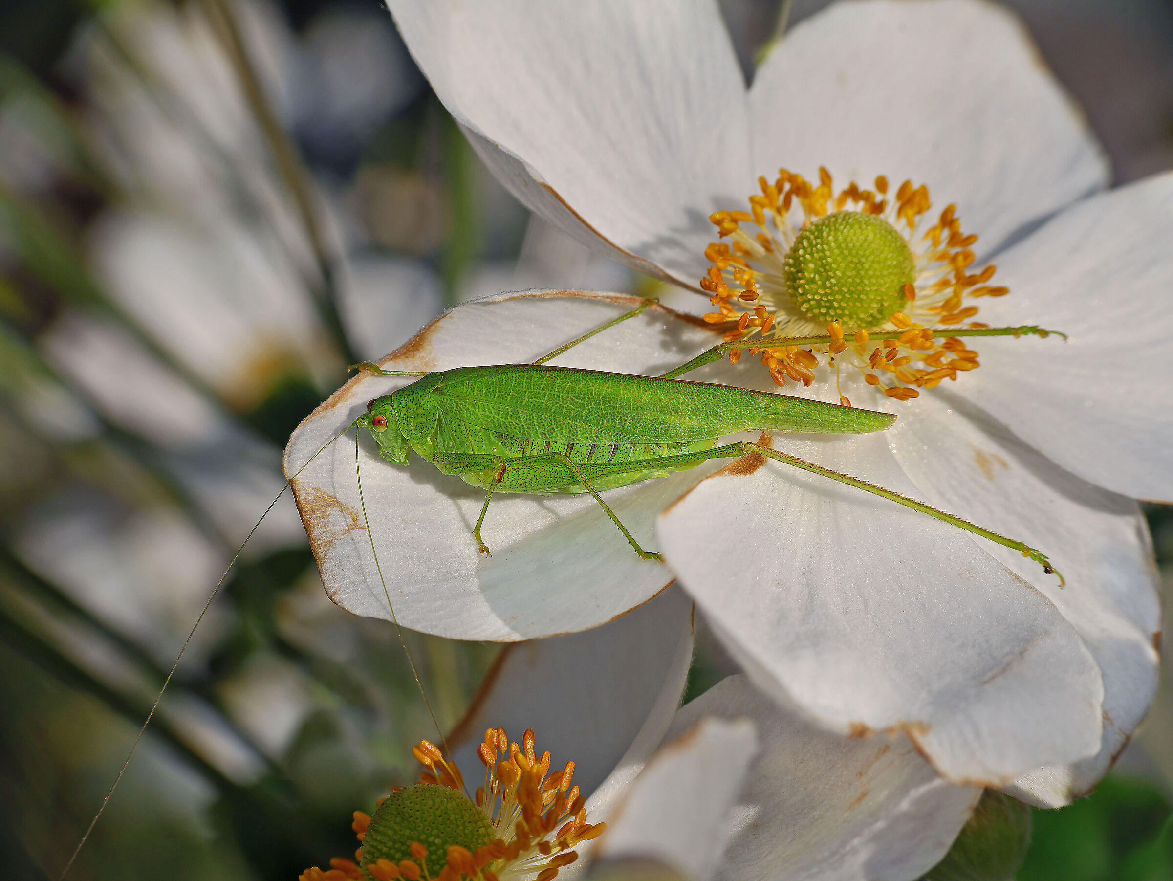 Phaneroptera falcata