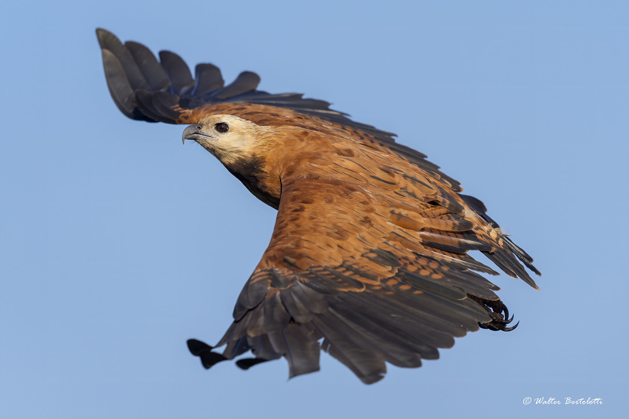 la regina del pantanal